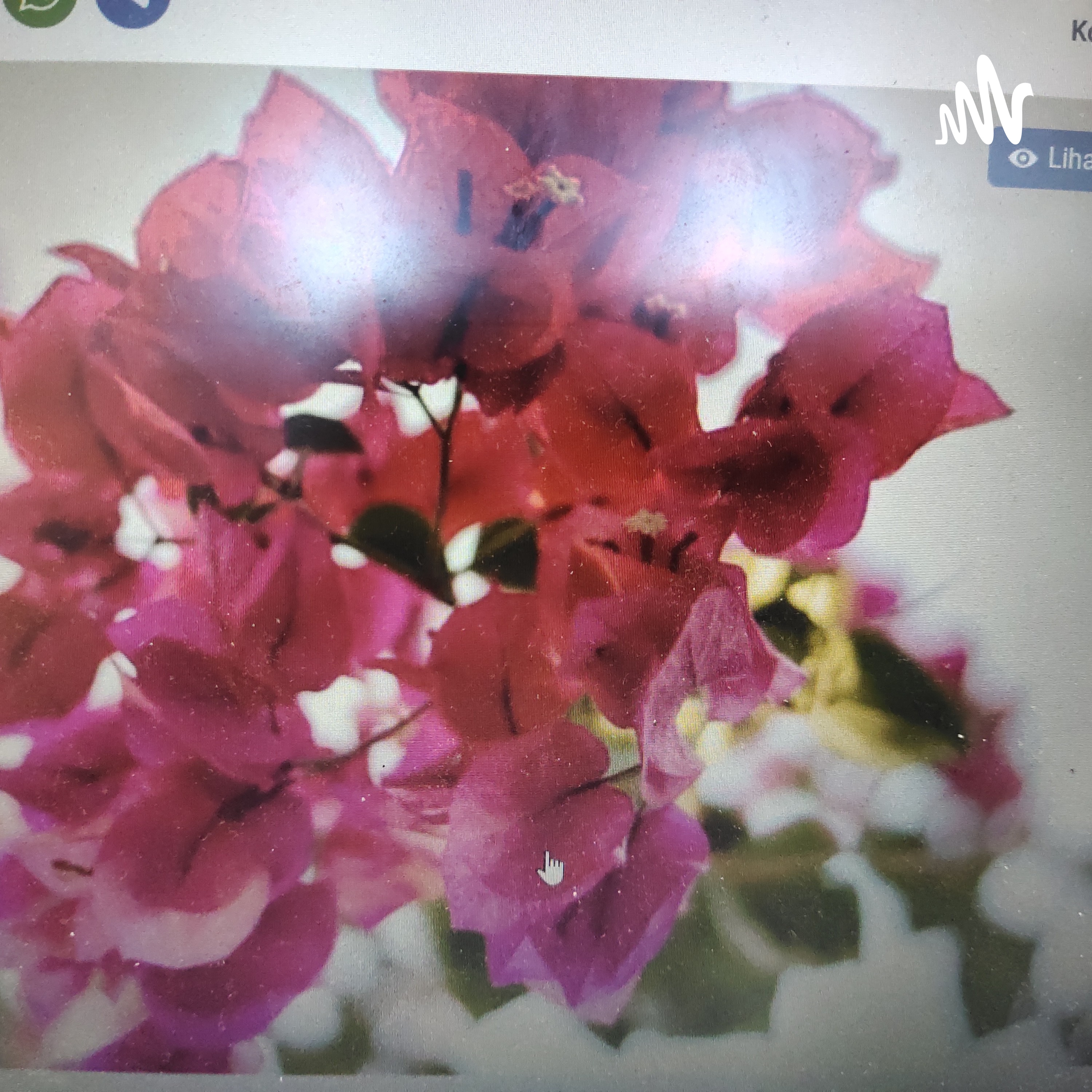 Ingin Menanam Bunga Kertas? Ketahui Dulu Fakta Menariknya