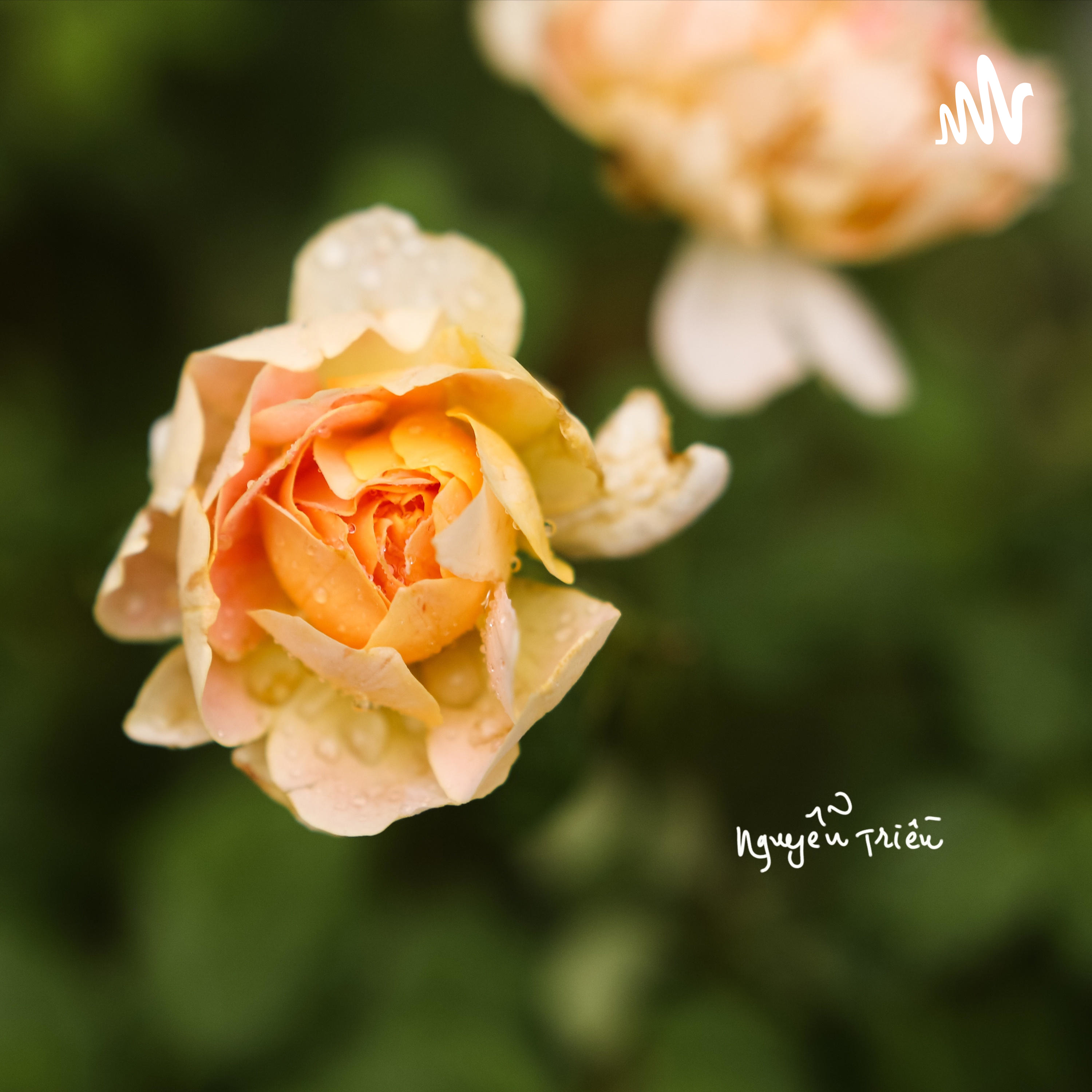 Vài Mẫu Chuyện Đêm