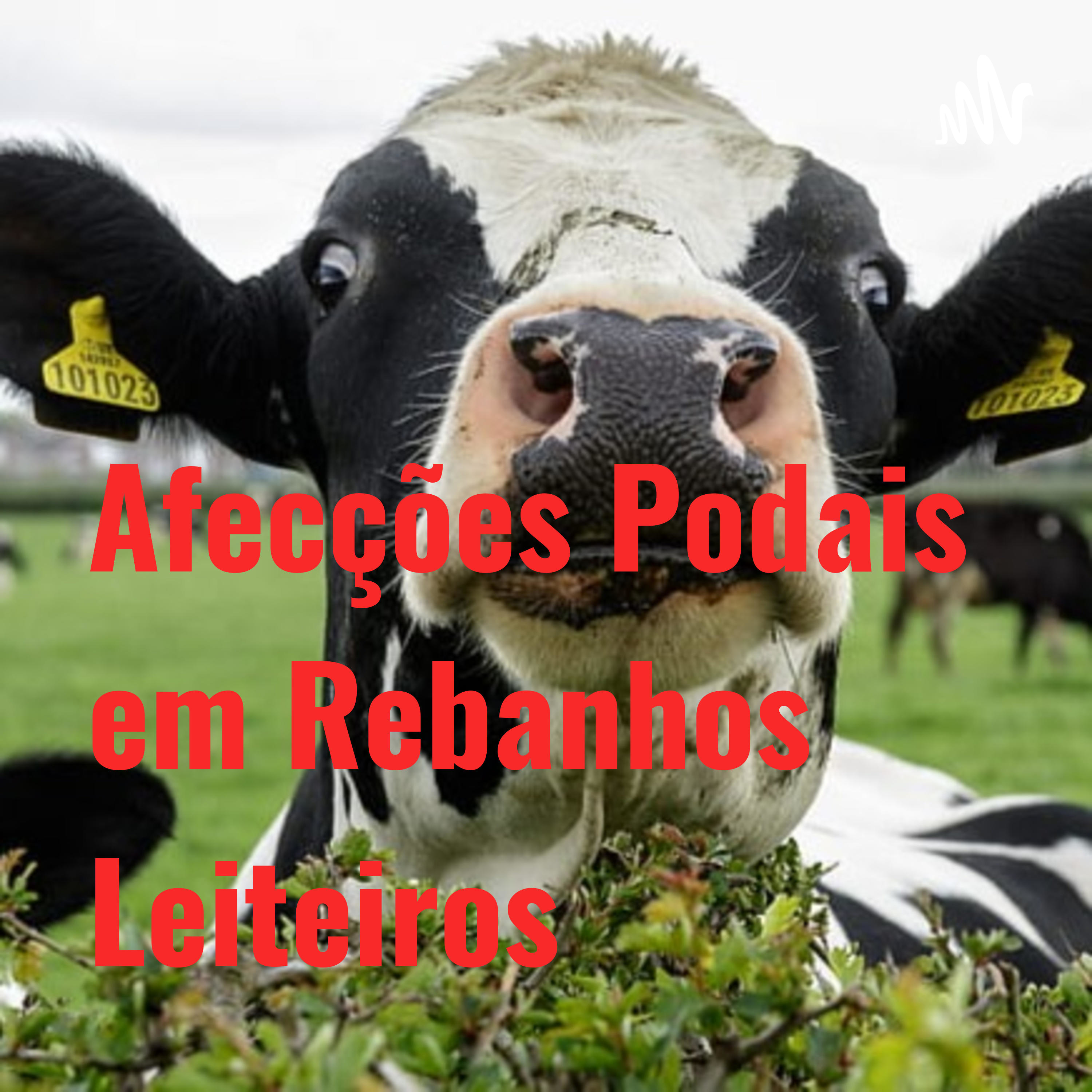 Afecções Podais em Rebanhos Leiteiros