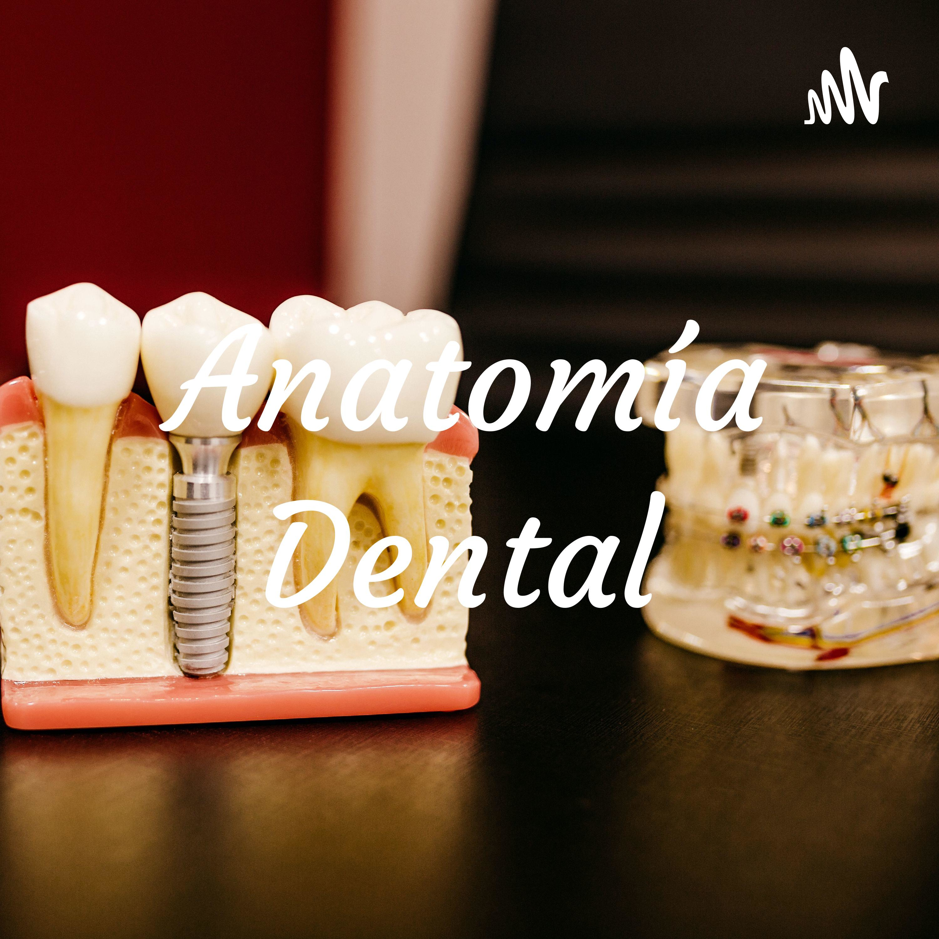 Anatomía Dental 