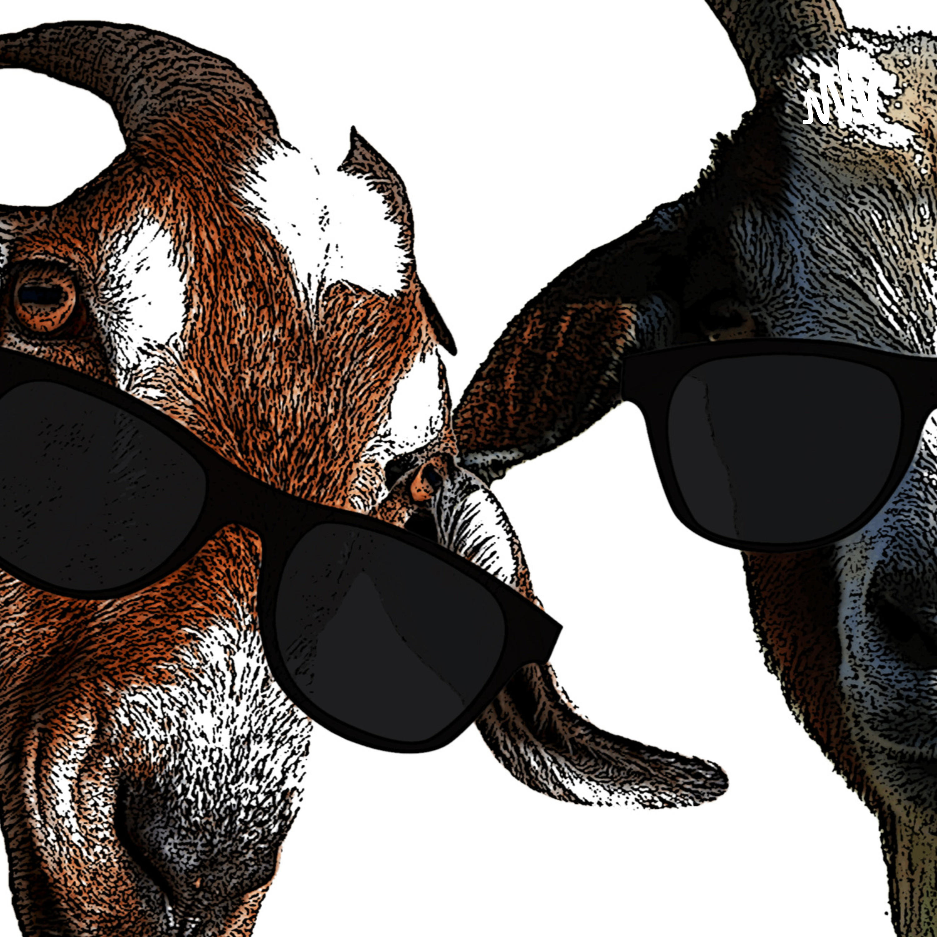 Goats Who Stare At Humans