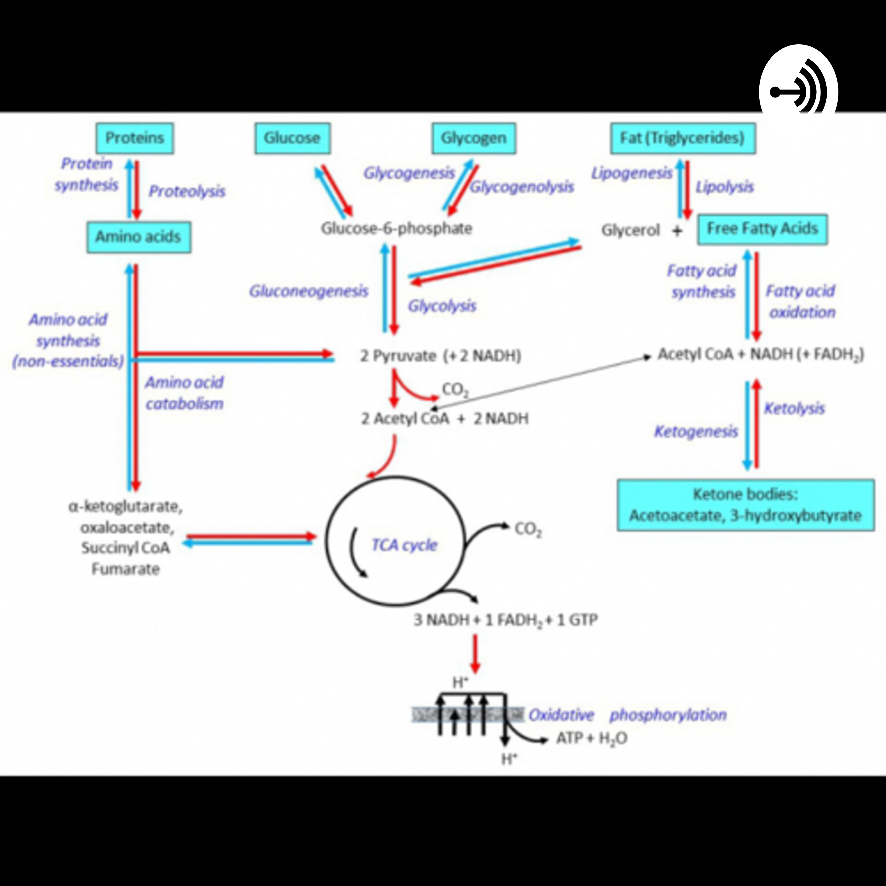 Metabolics Explained