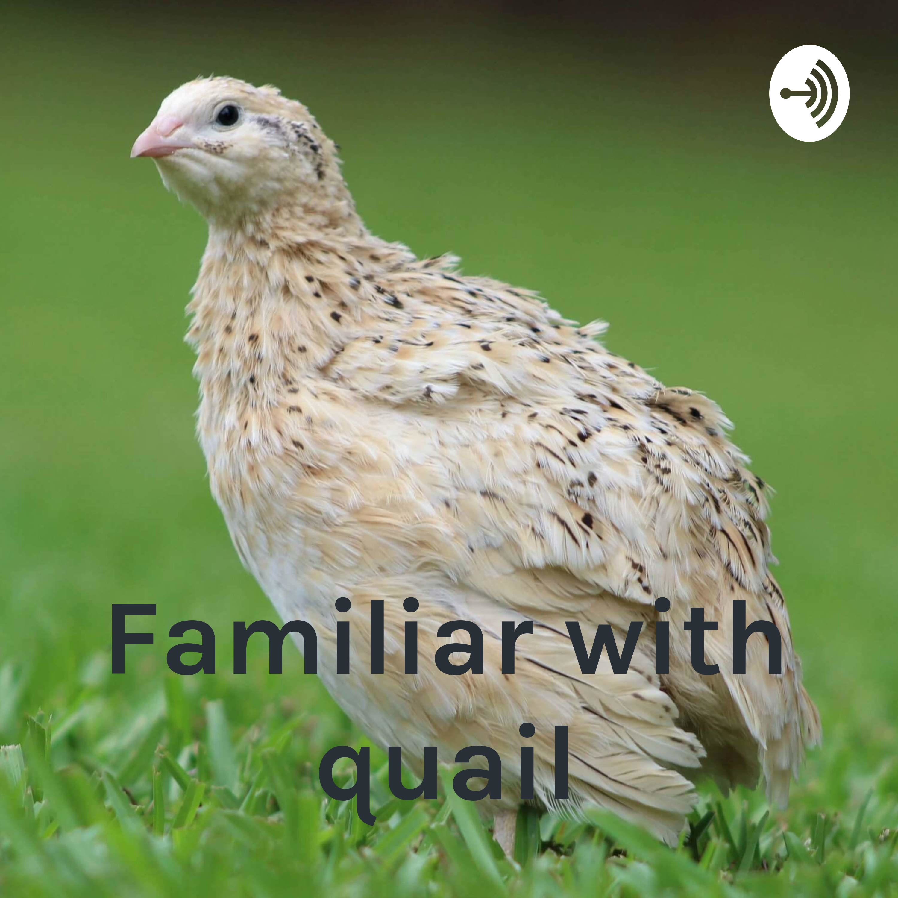 Familiar with quail - آشنایی با بلدرچینها