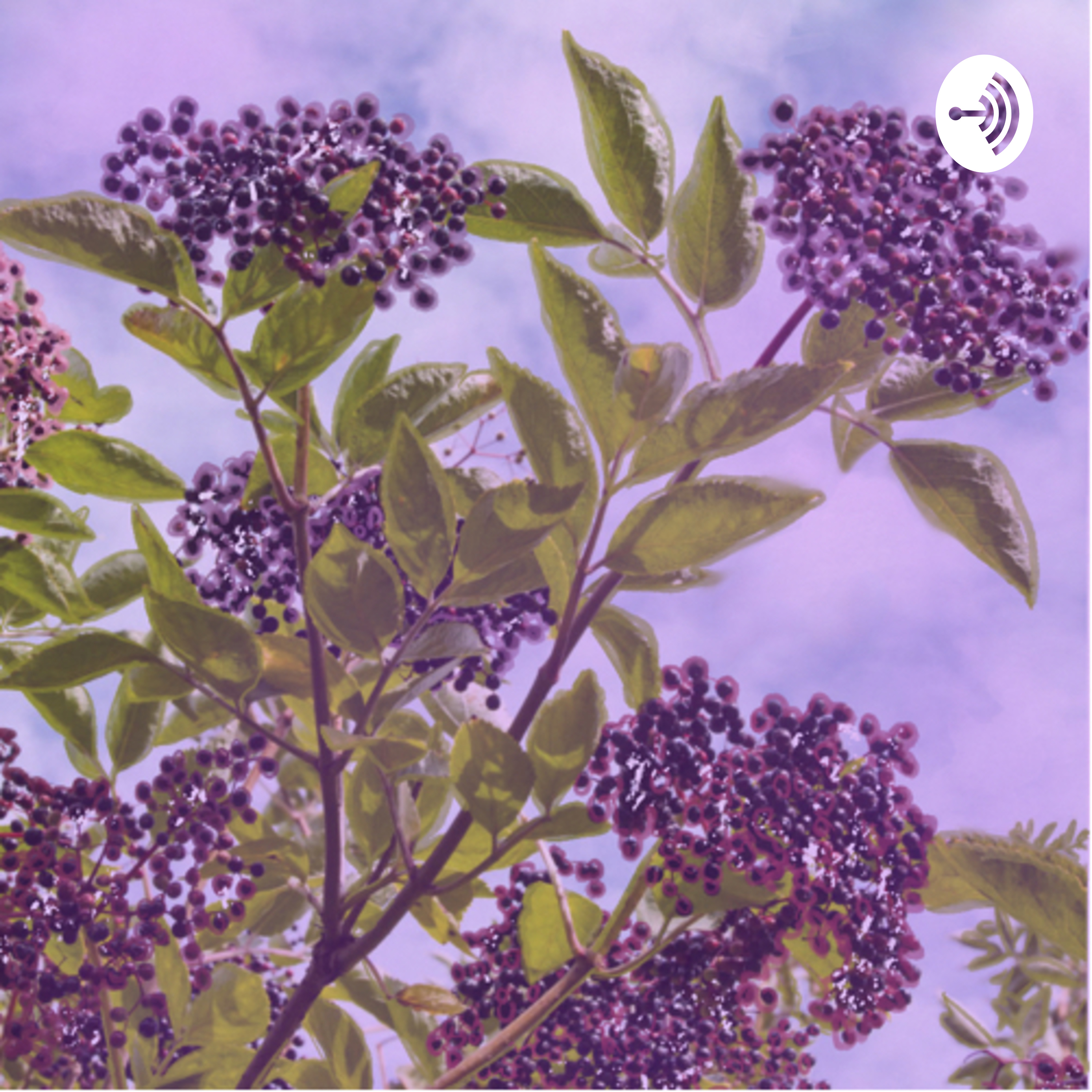 Elderberry epoch 