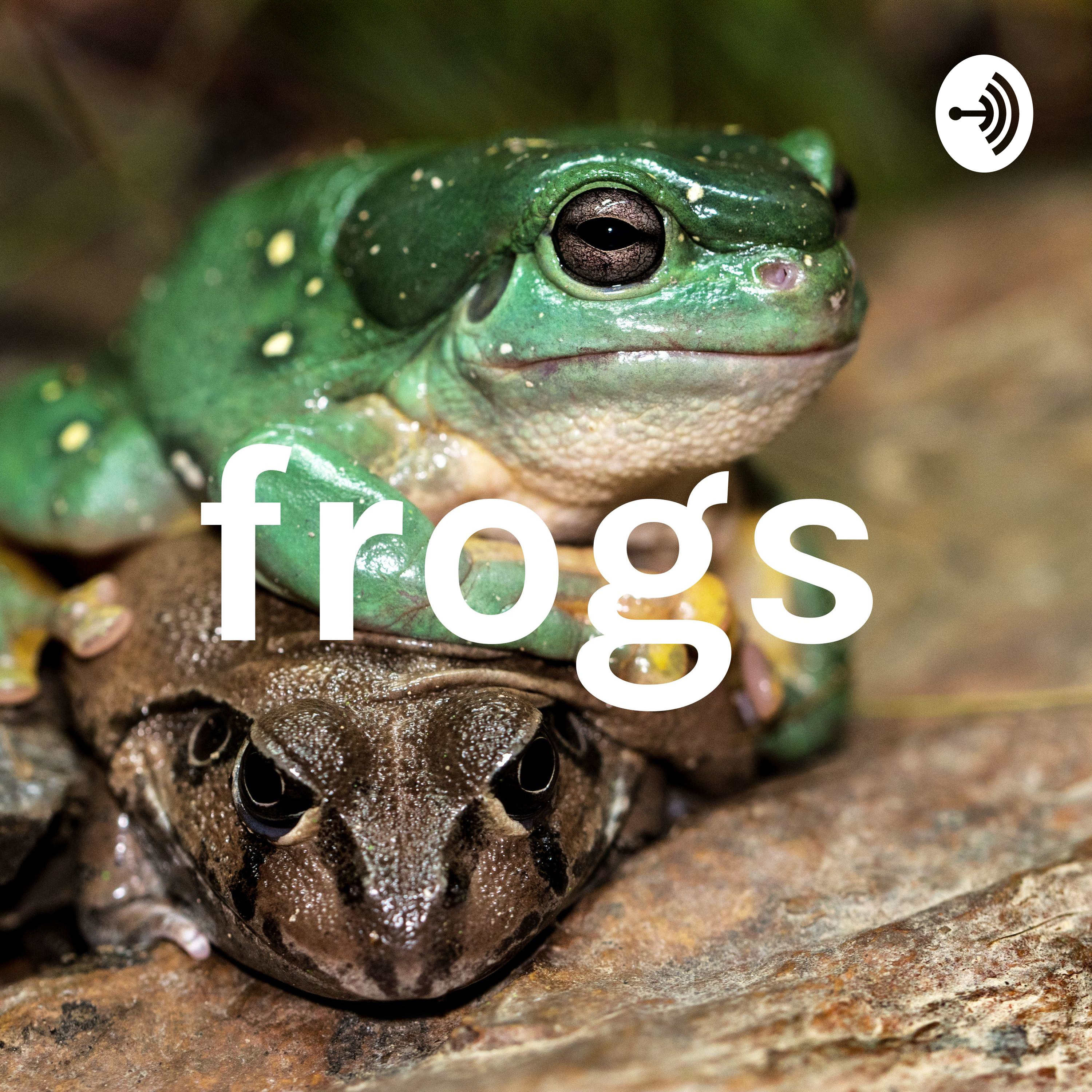 frogs