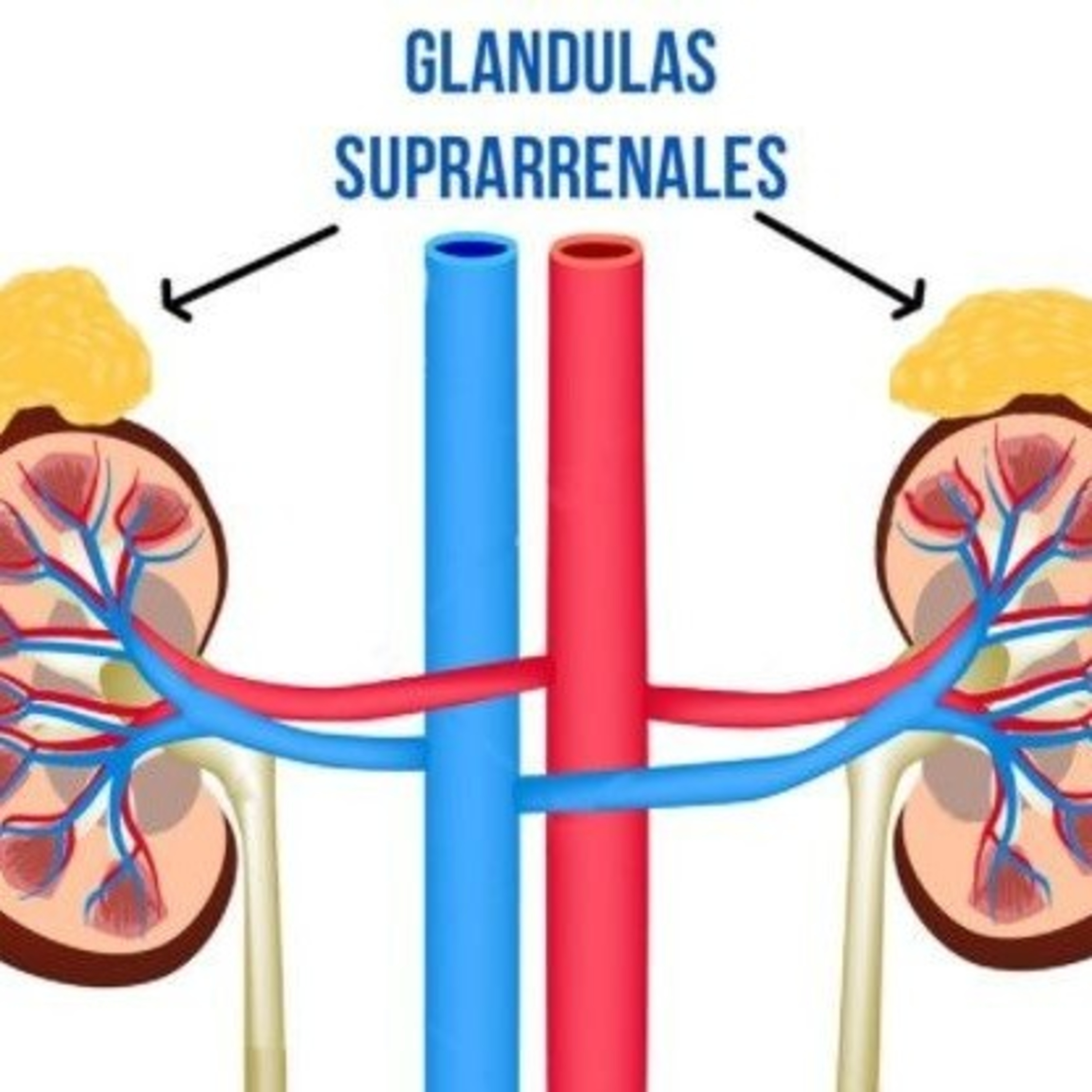Glándulas Suprarrenales podcast artwork