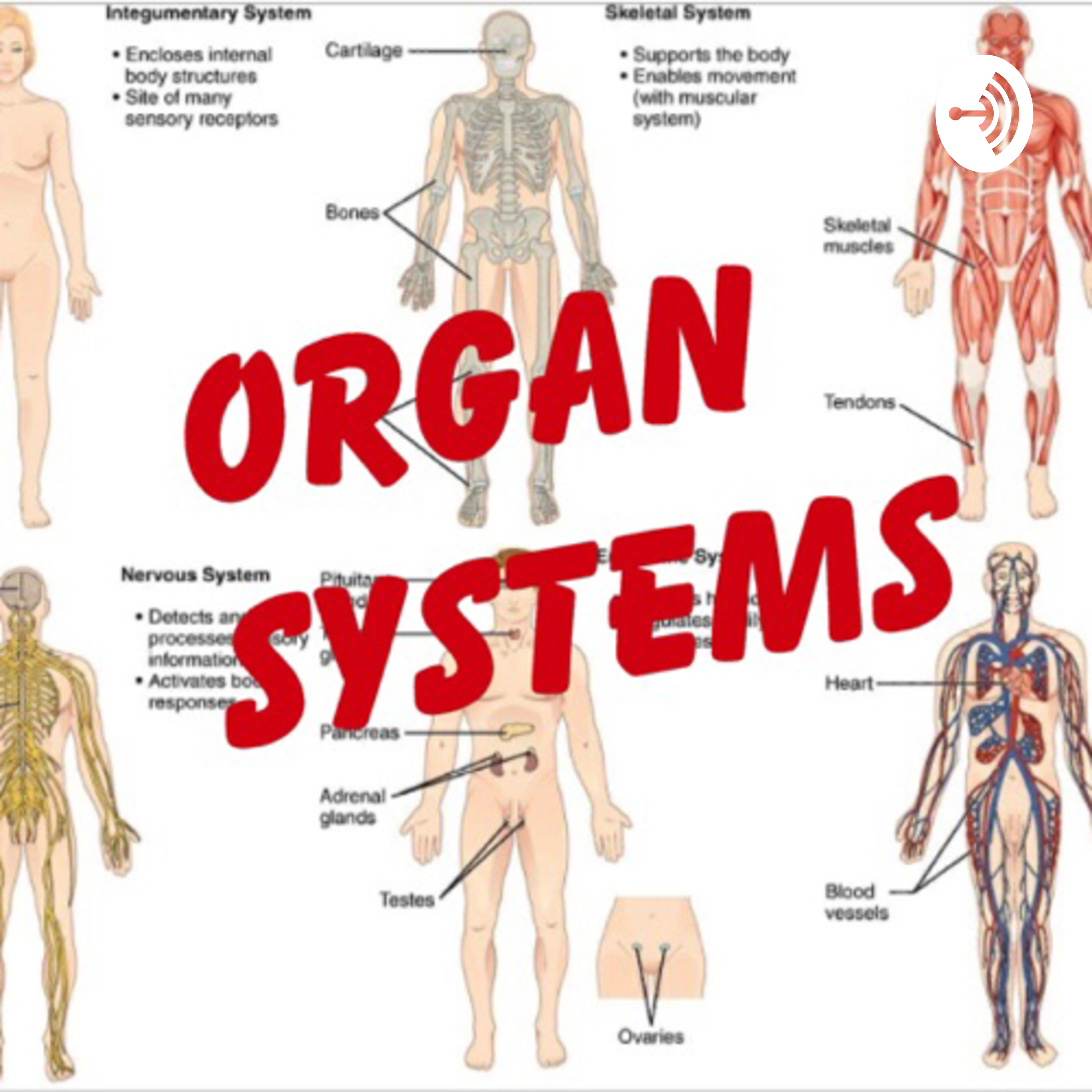 Organ System 