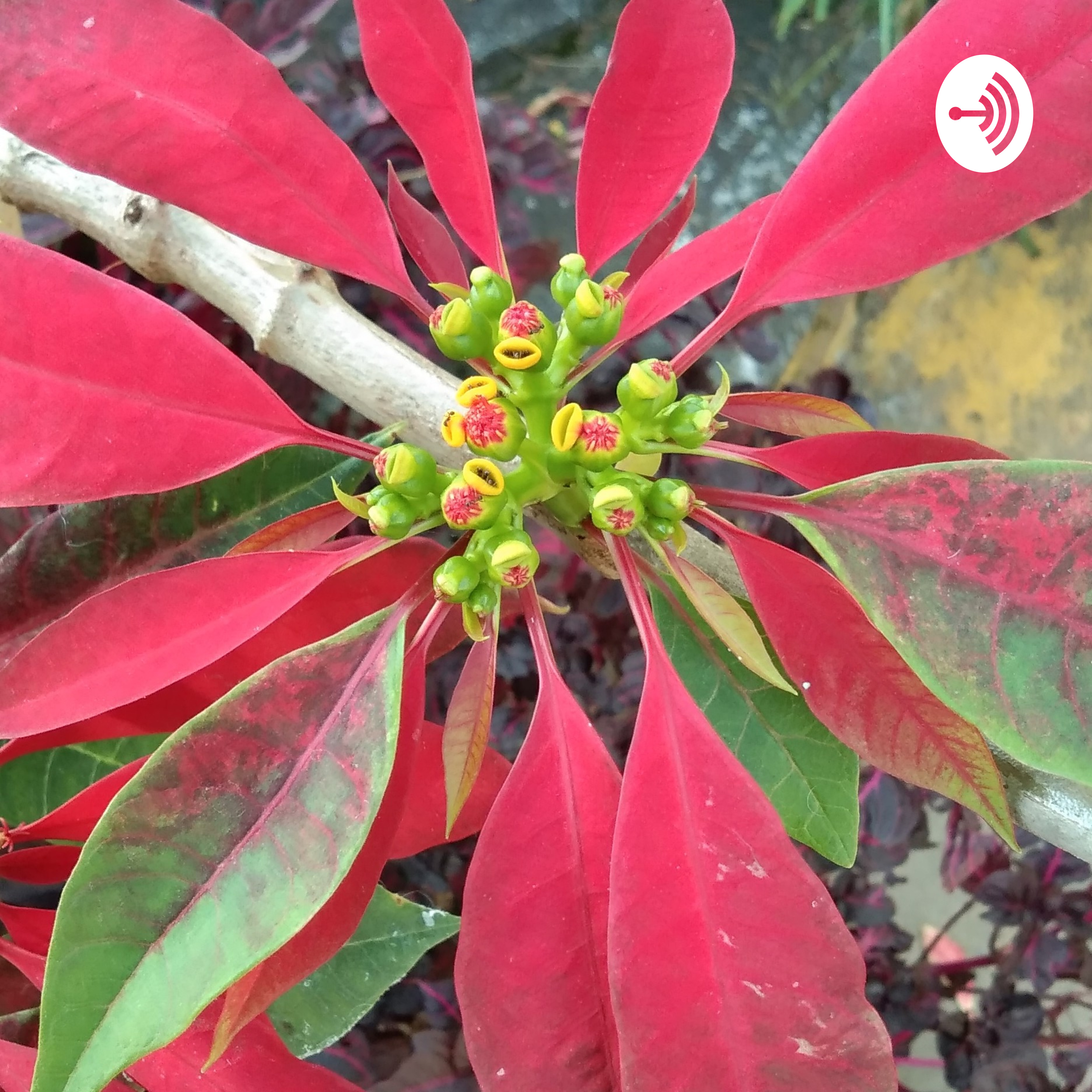 Latihan membuat podcast