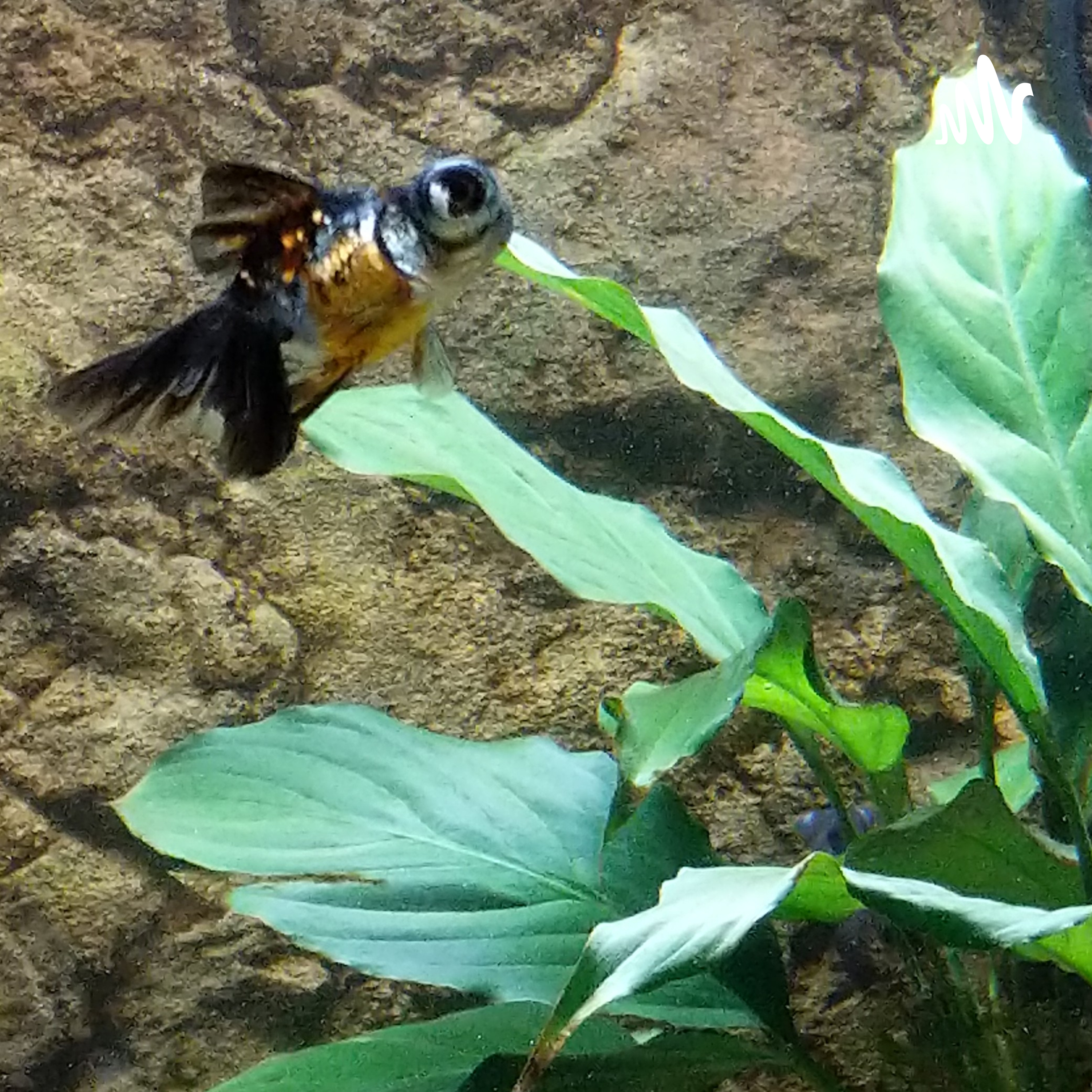 Vivian And Best Friend\'s Library Of Adventures