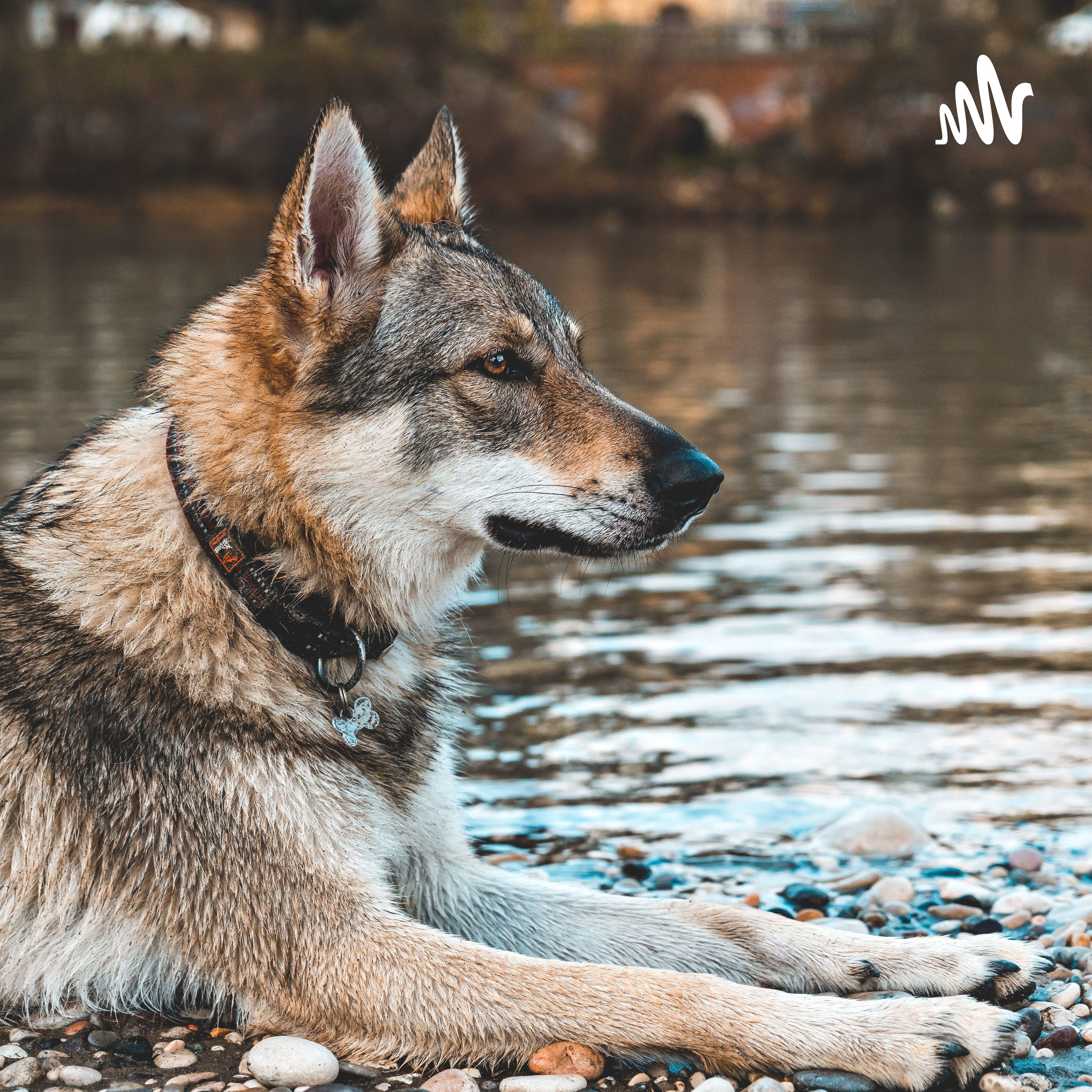 Ferrtre podcast artwork