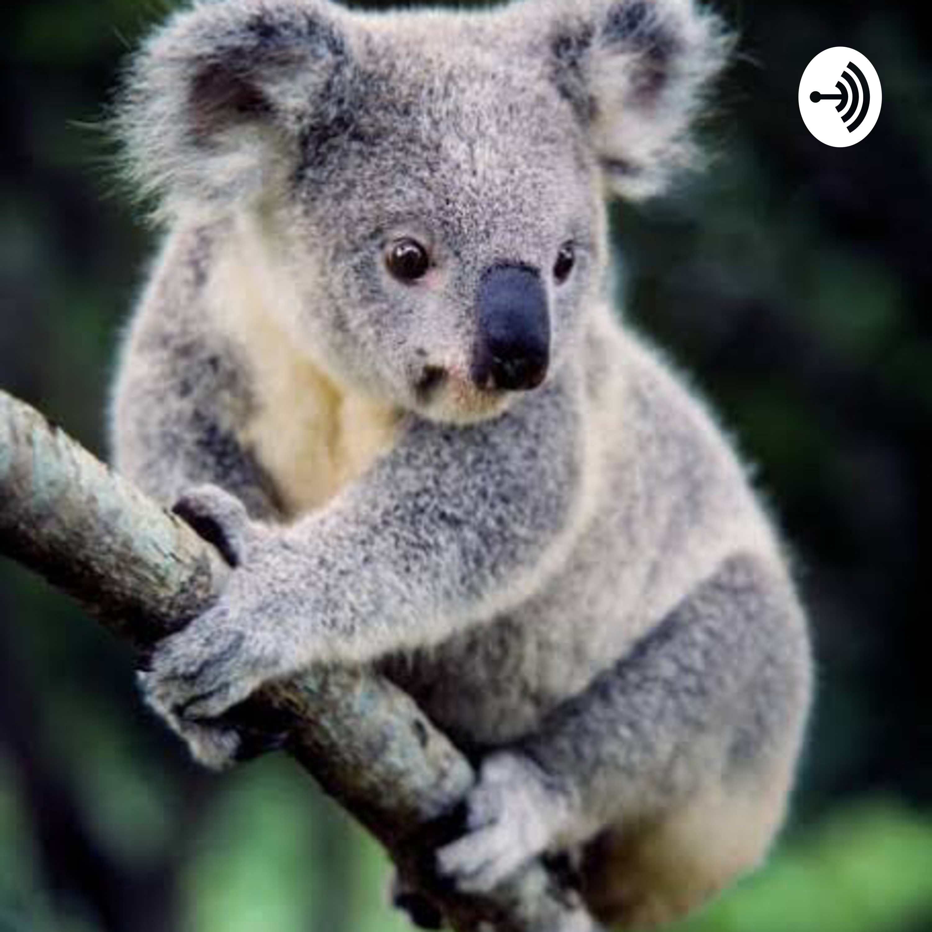 Threatened koalas show