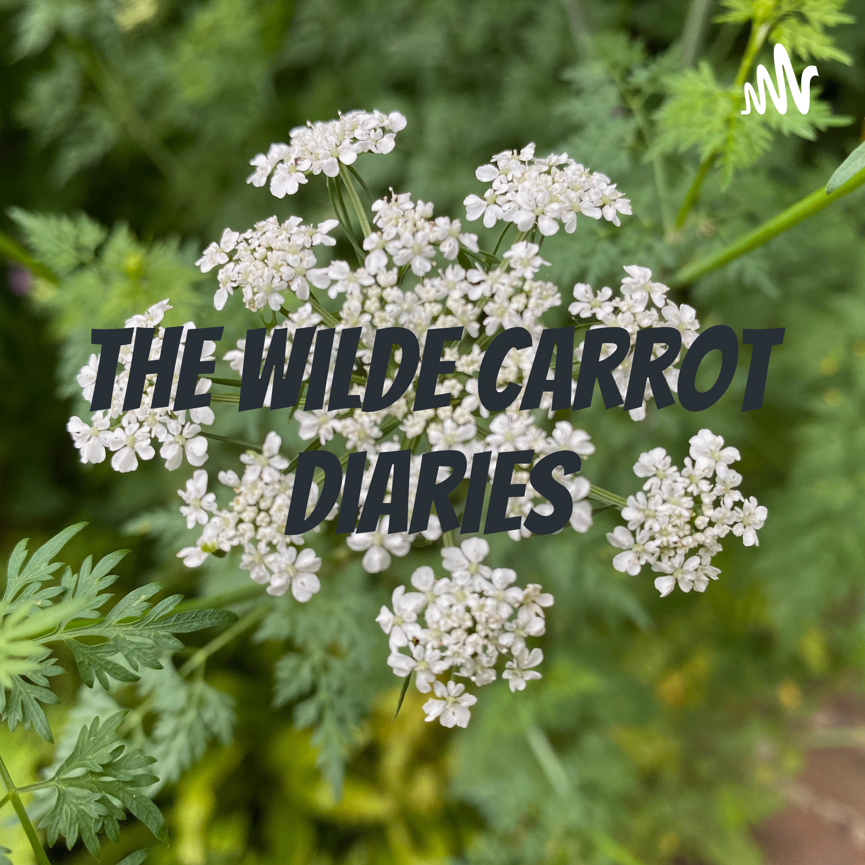 The Wilde Carrot Diaries