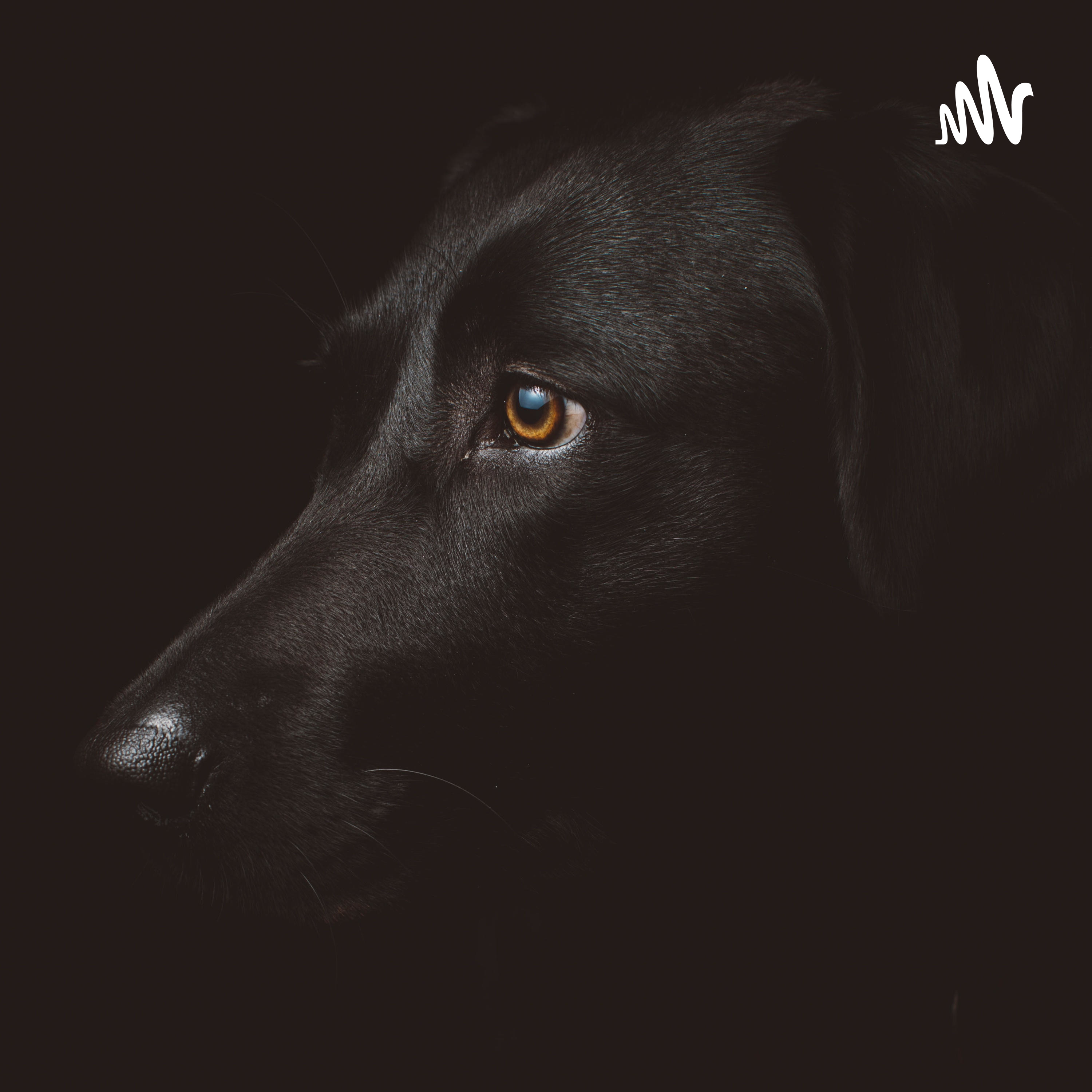 とあるソフトウェアエンジニアのラジオ