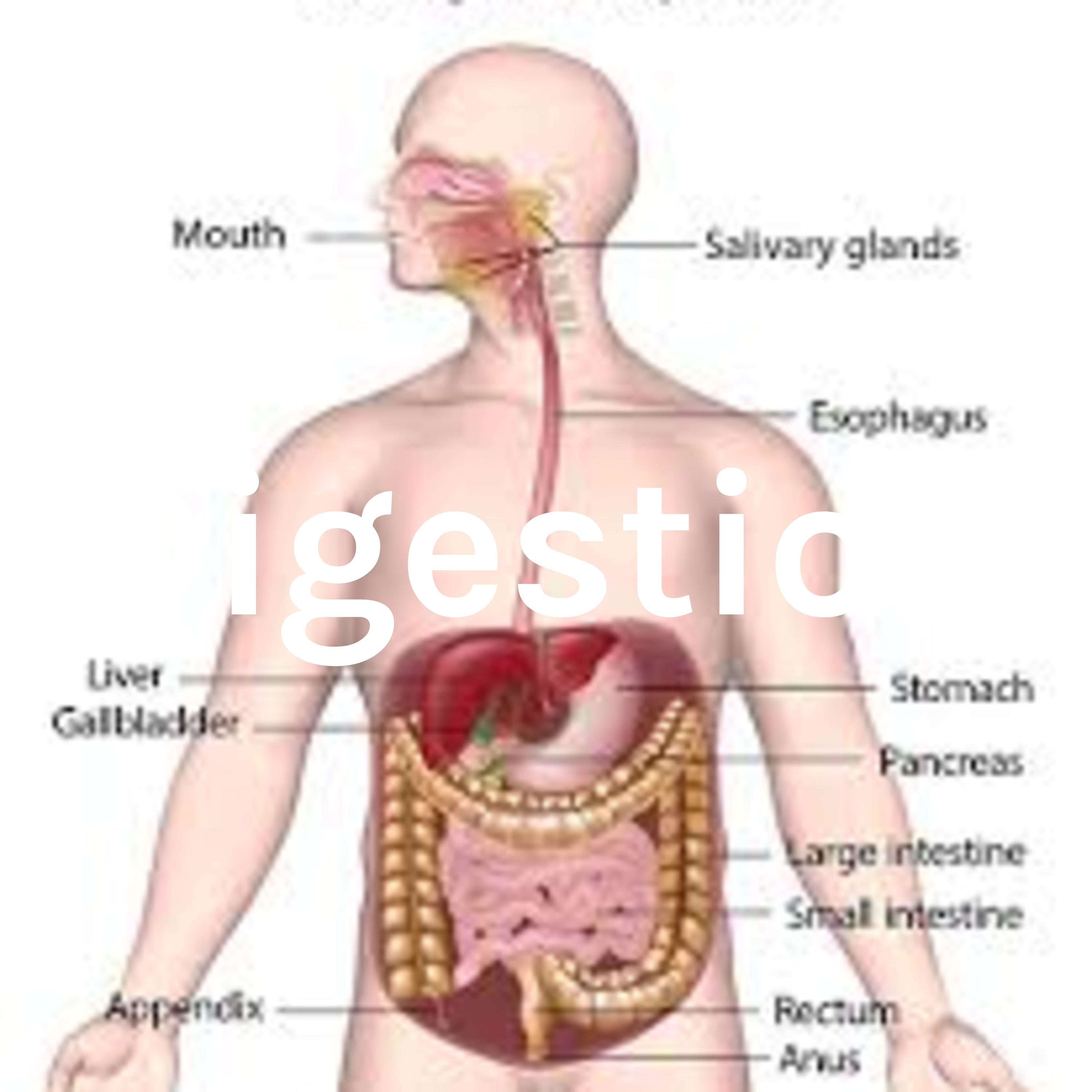 Digestion