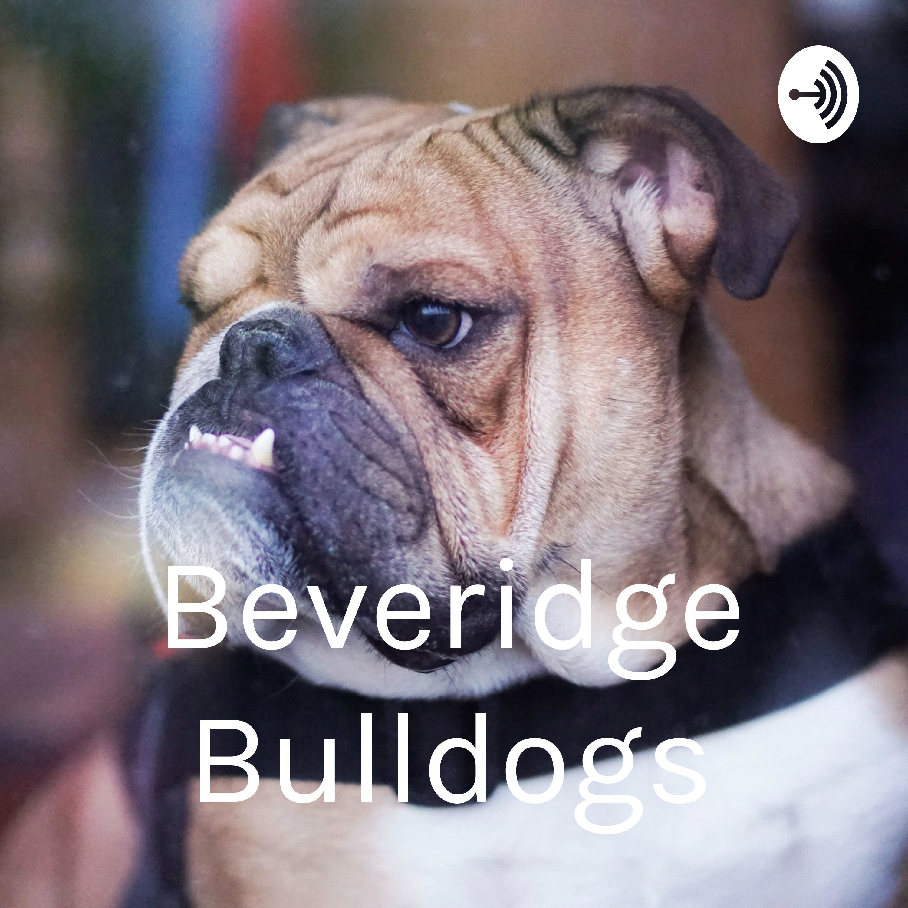 Beveridge Bulldogs