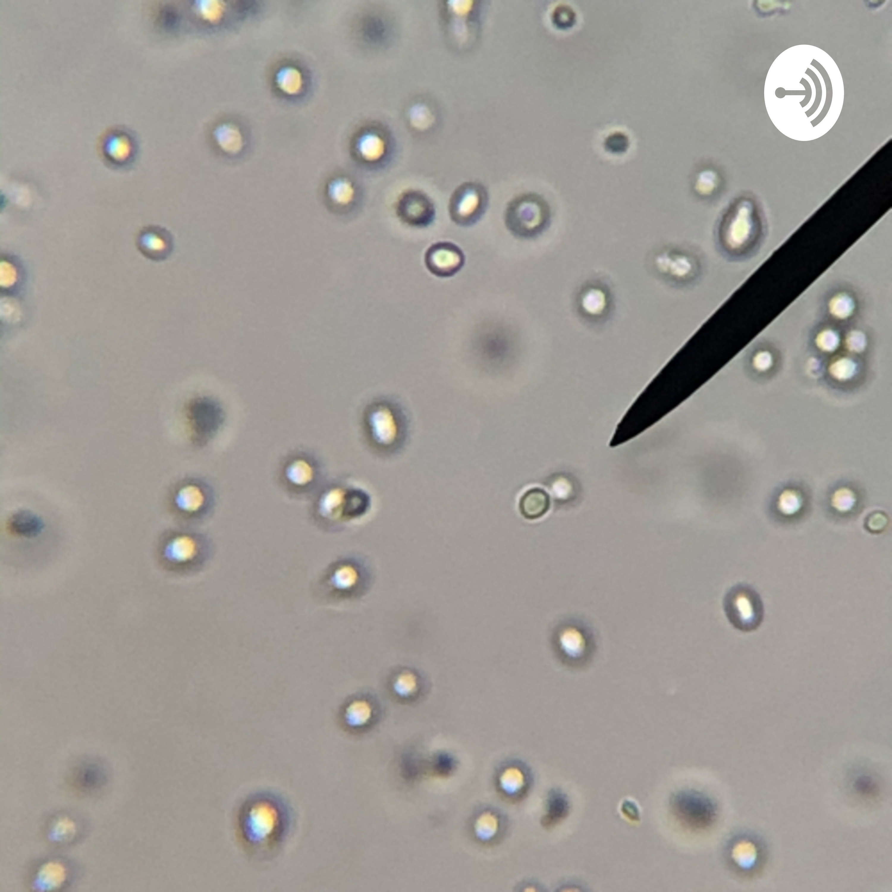 Yeast Reproduction Lab