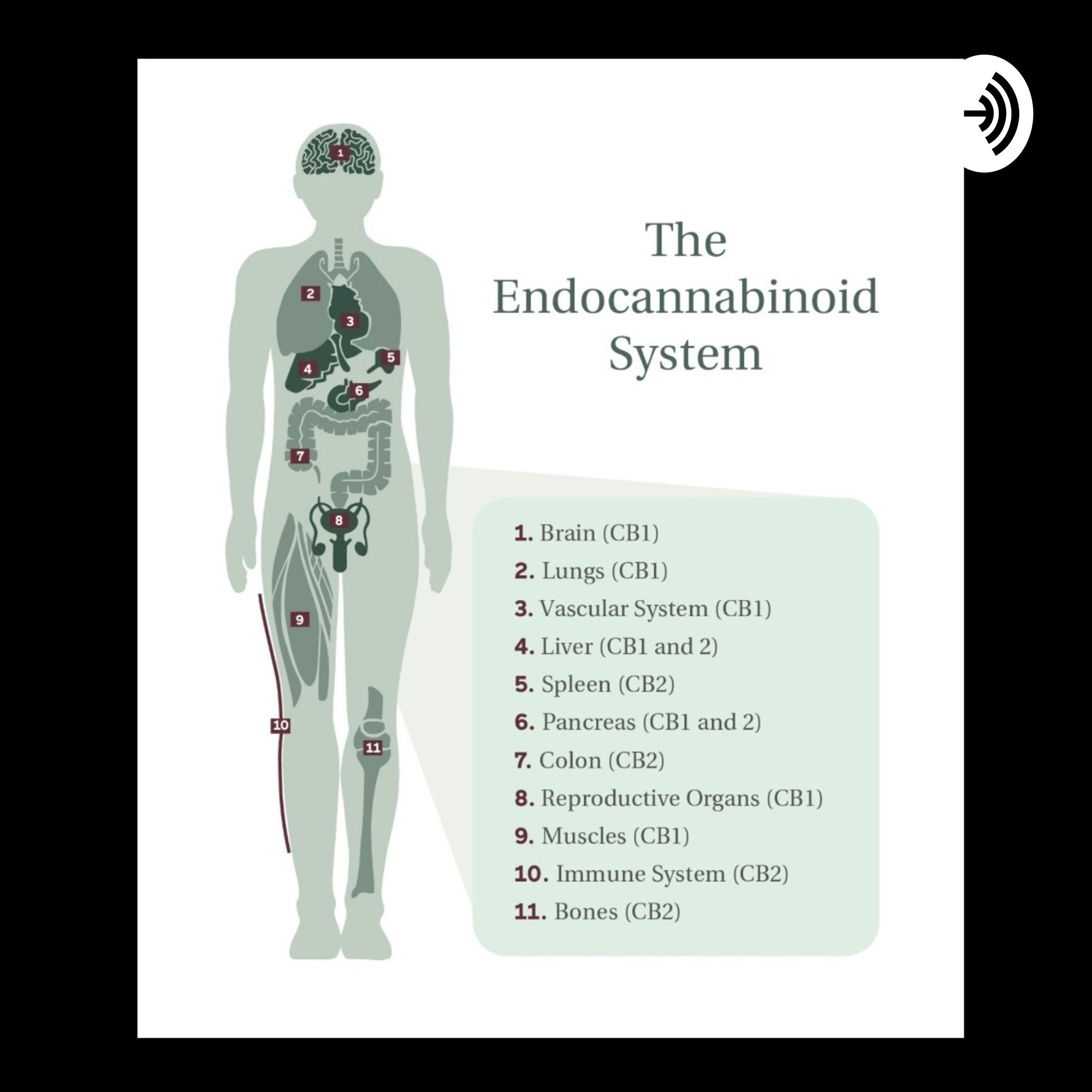 A Joyful Hope - Talks About CBD 1