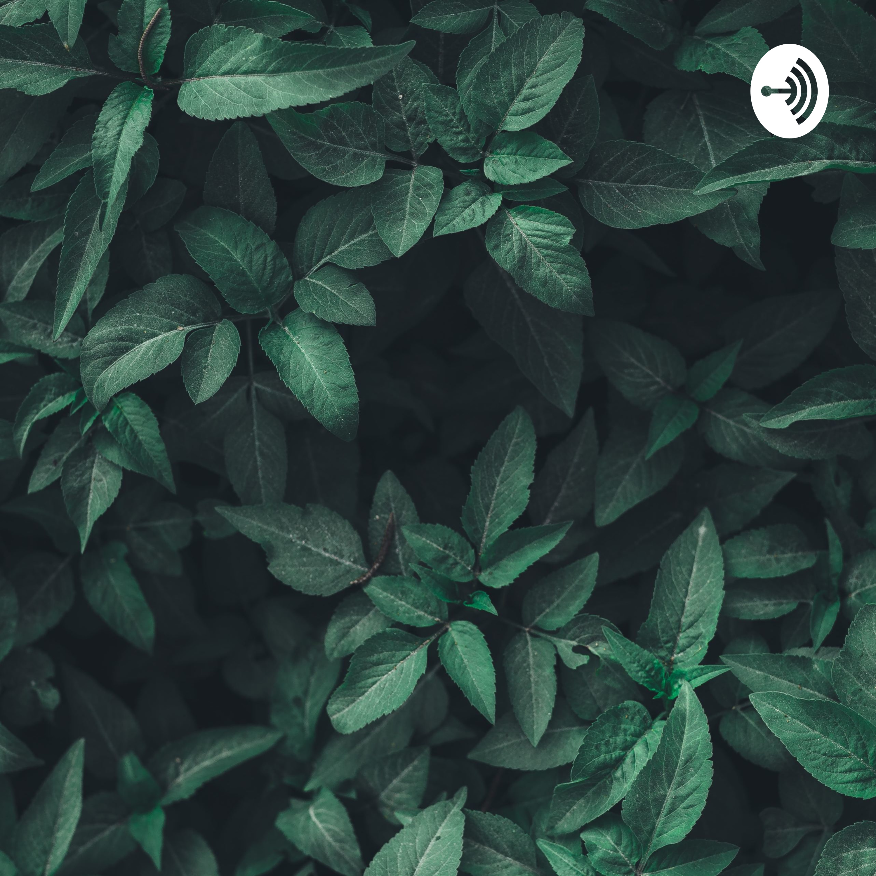 Cendrawasih Podcast