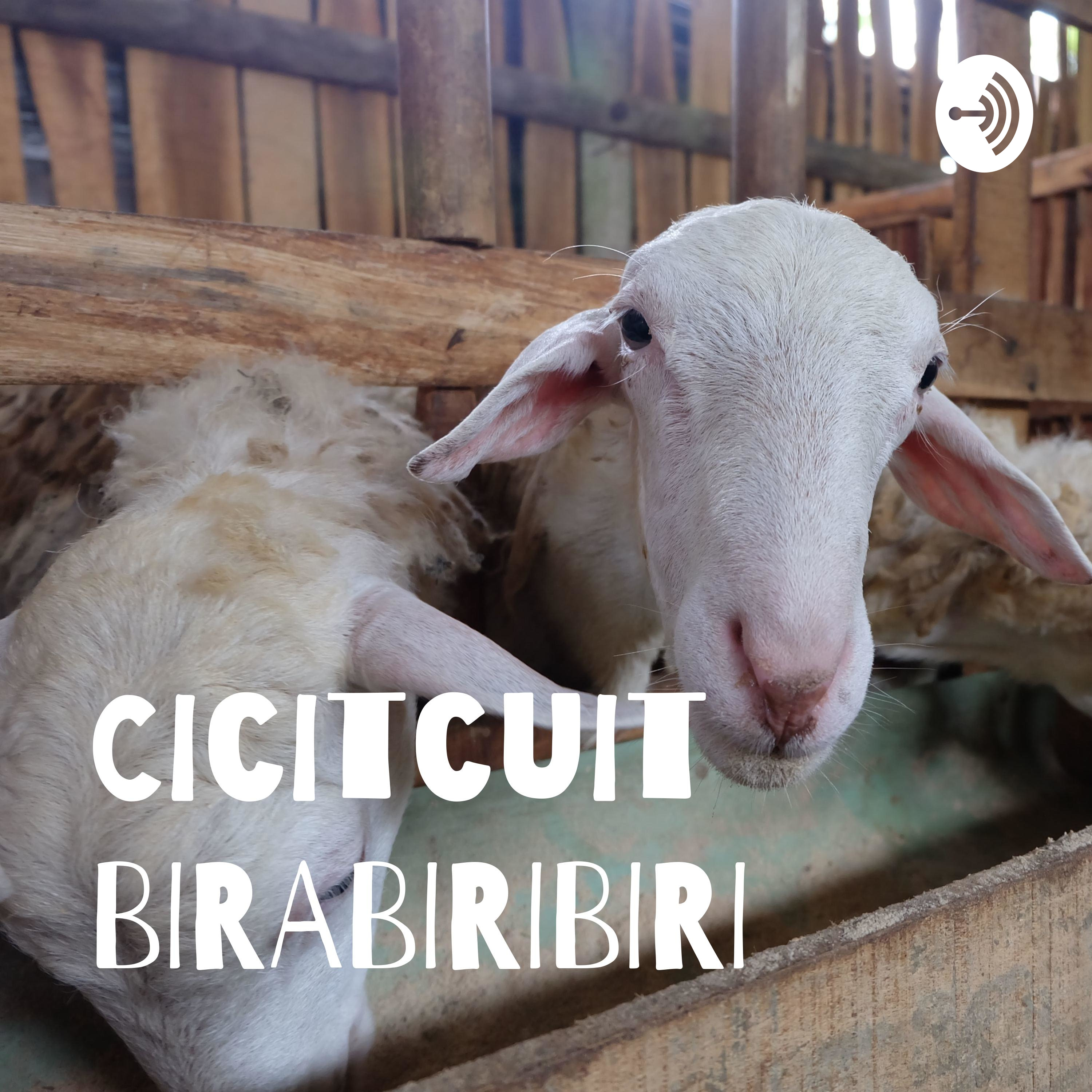 Cicitcuit BIRABIRIBIRI