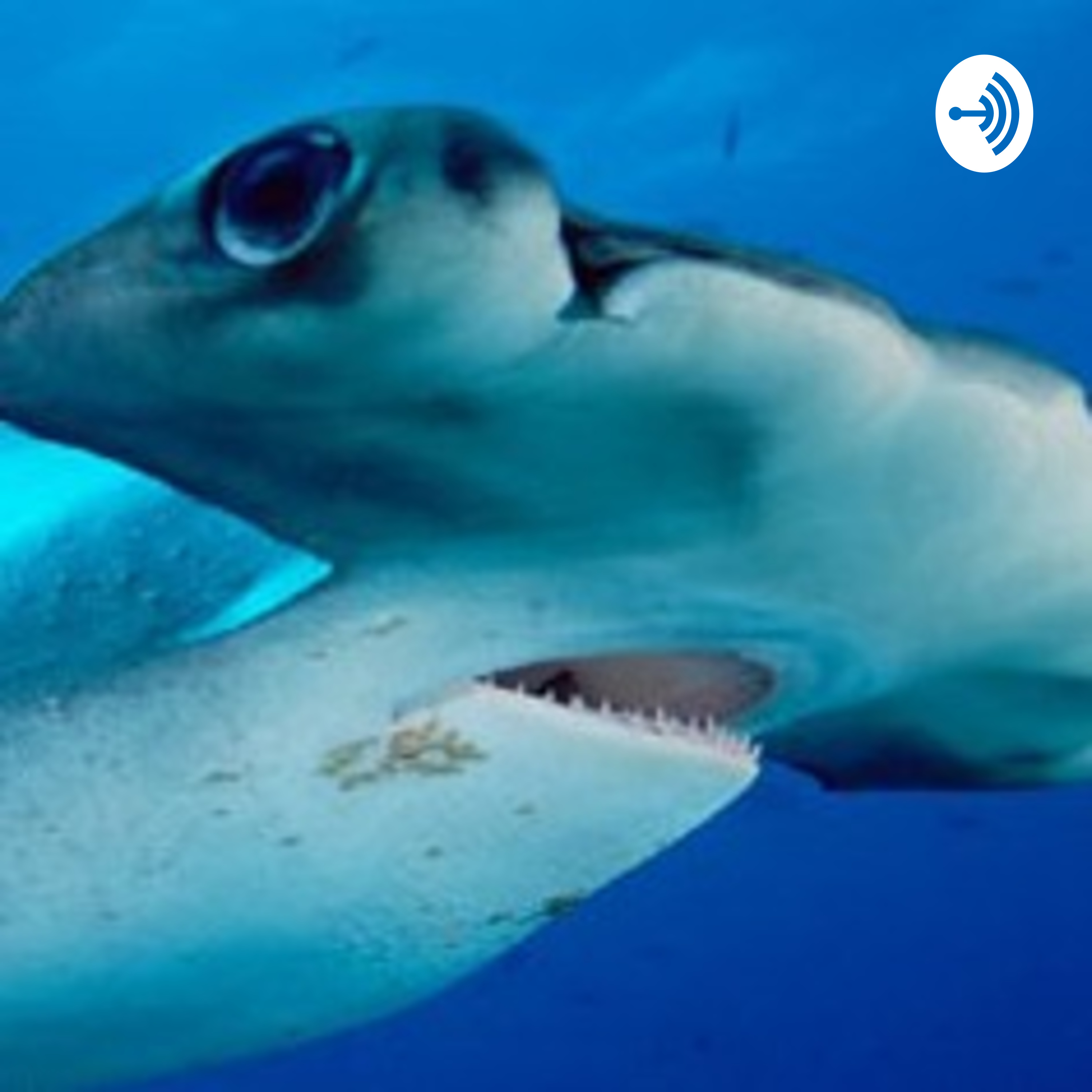 HAMMERHEADS OPEN MIND