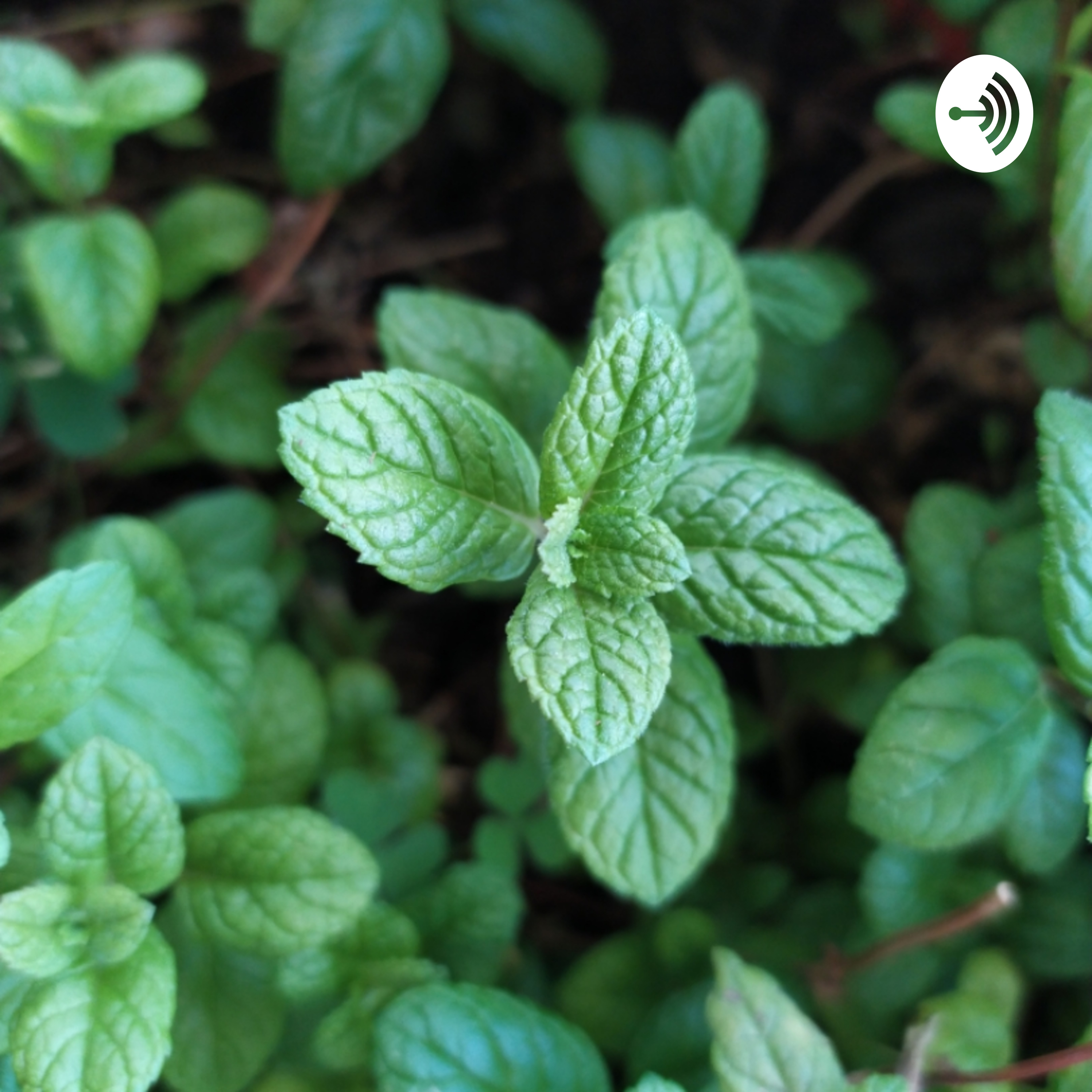 מאיפה הידע על צמחי מרפא