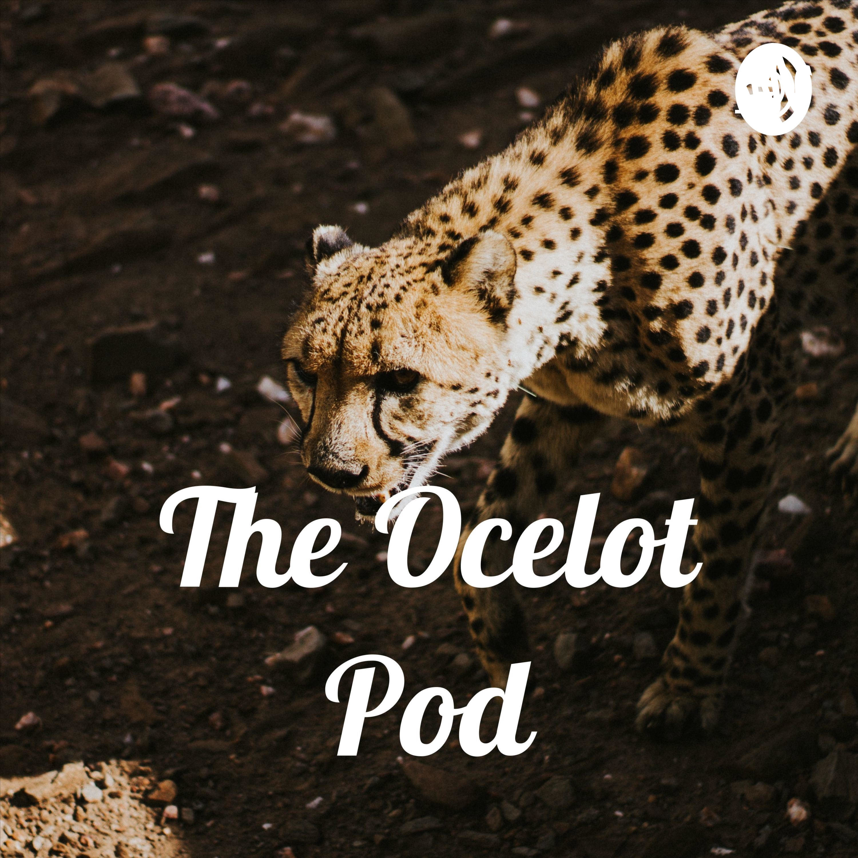 The Ocelot Pod podcast artwork