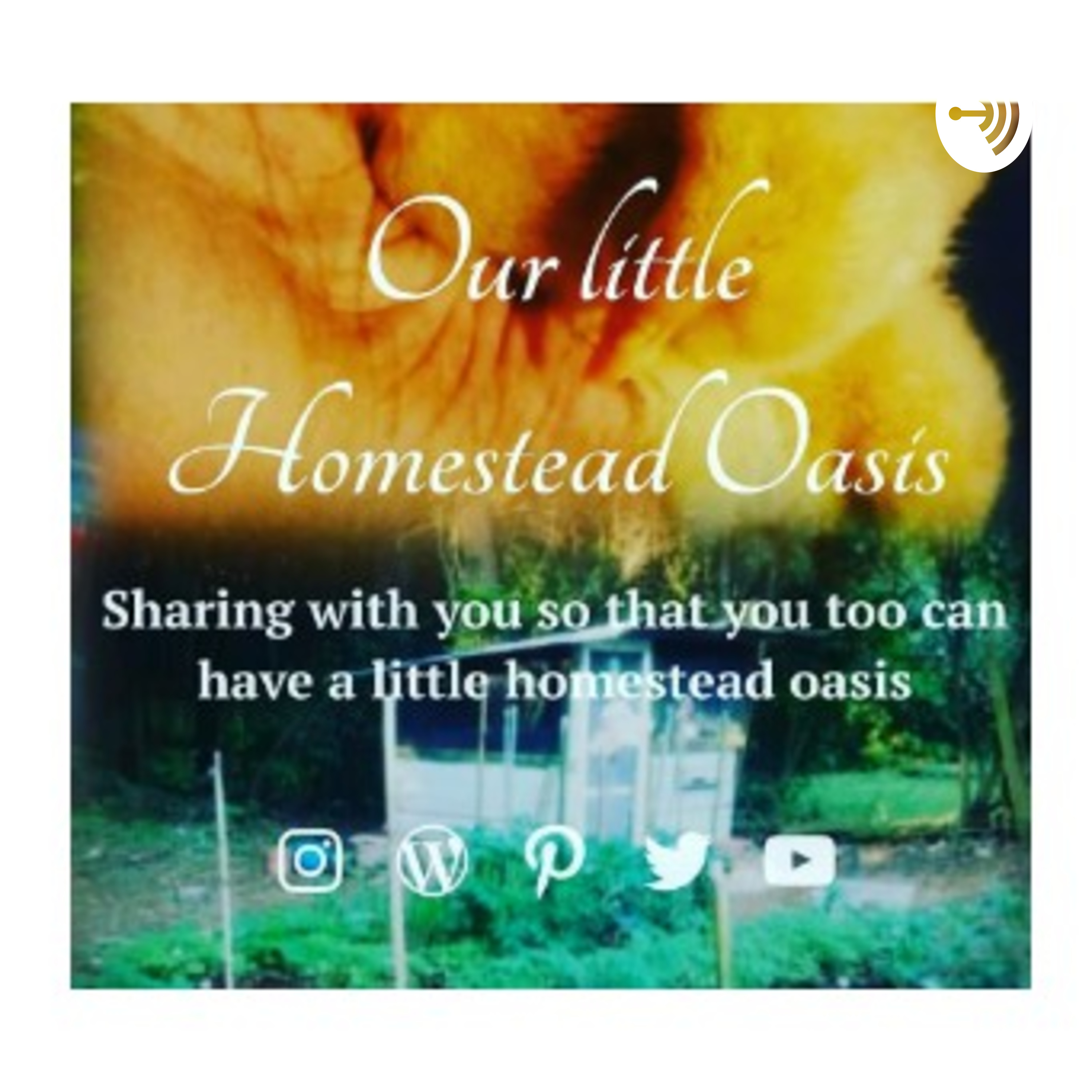 Our Little Homestead Oasis , Lets Get Growing