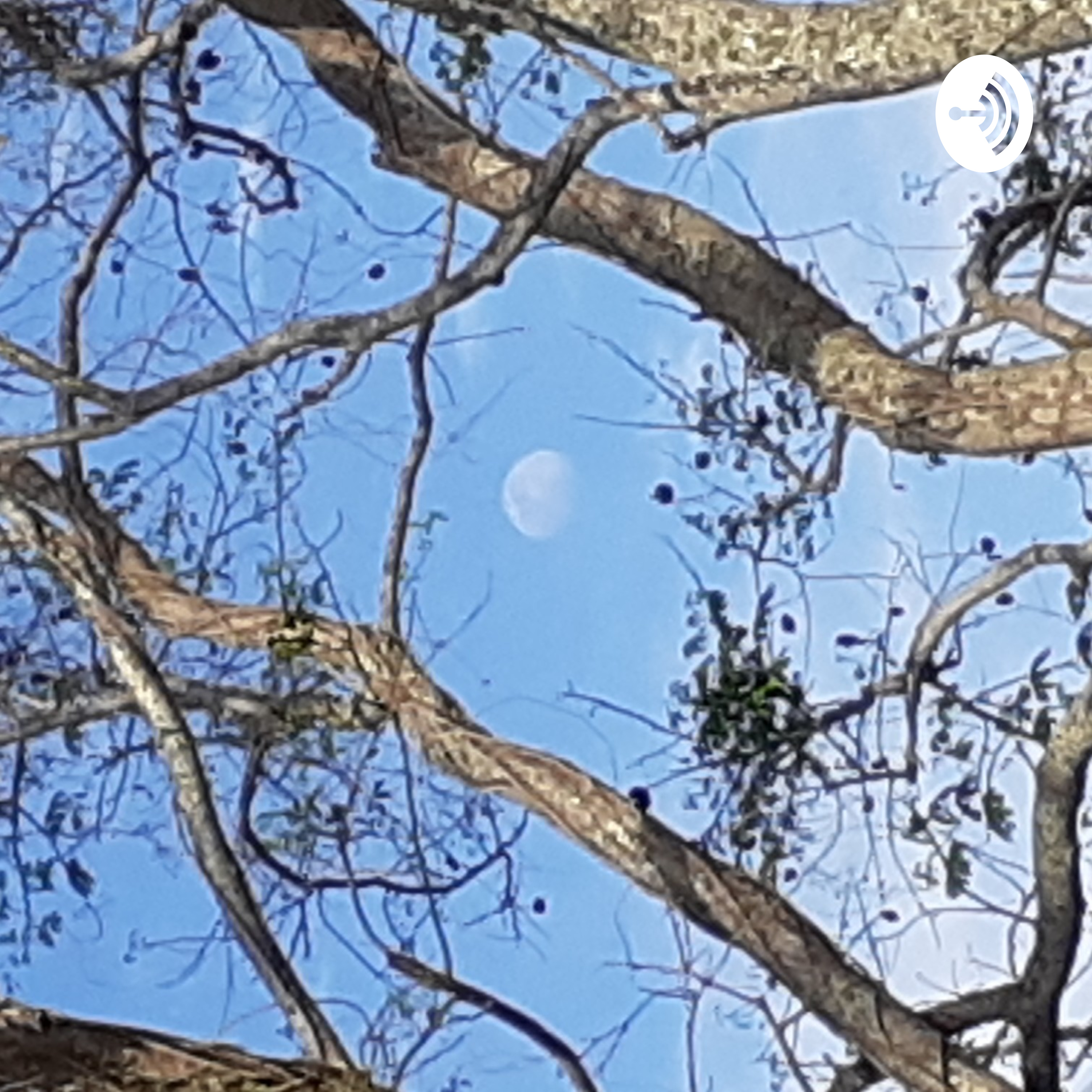 Back Yard Meditation