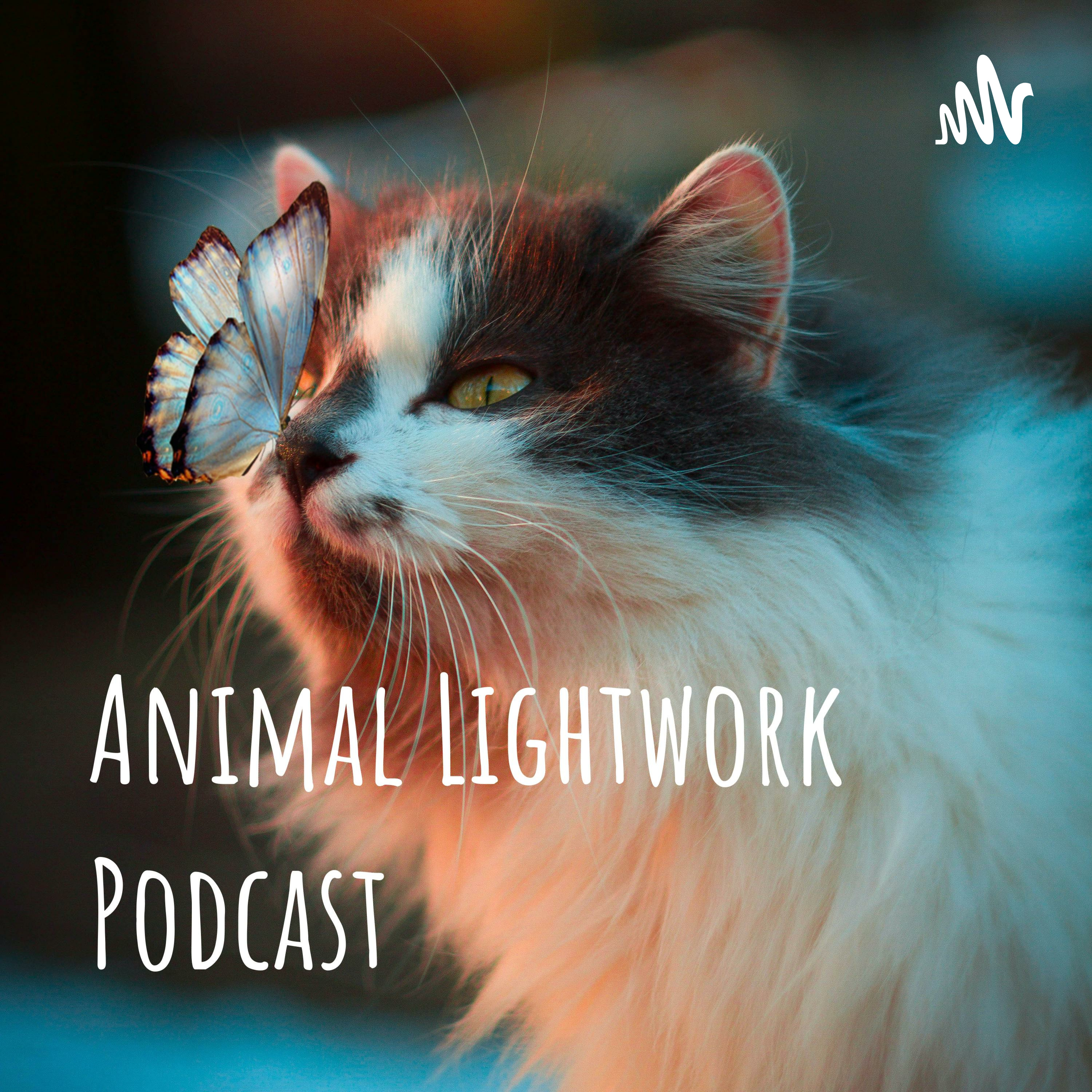 Animal Lightwork Podcast Animal Lightwork Podcast