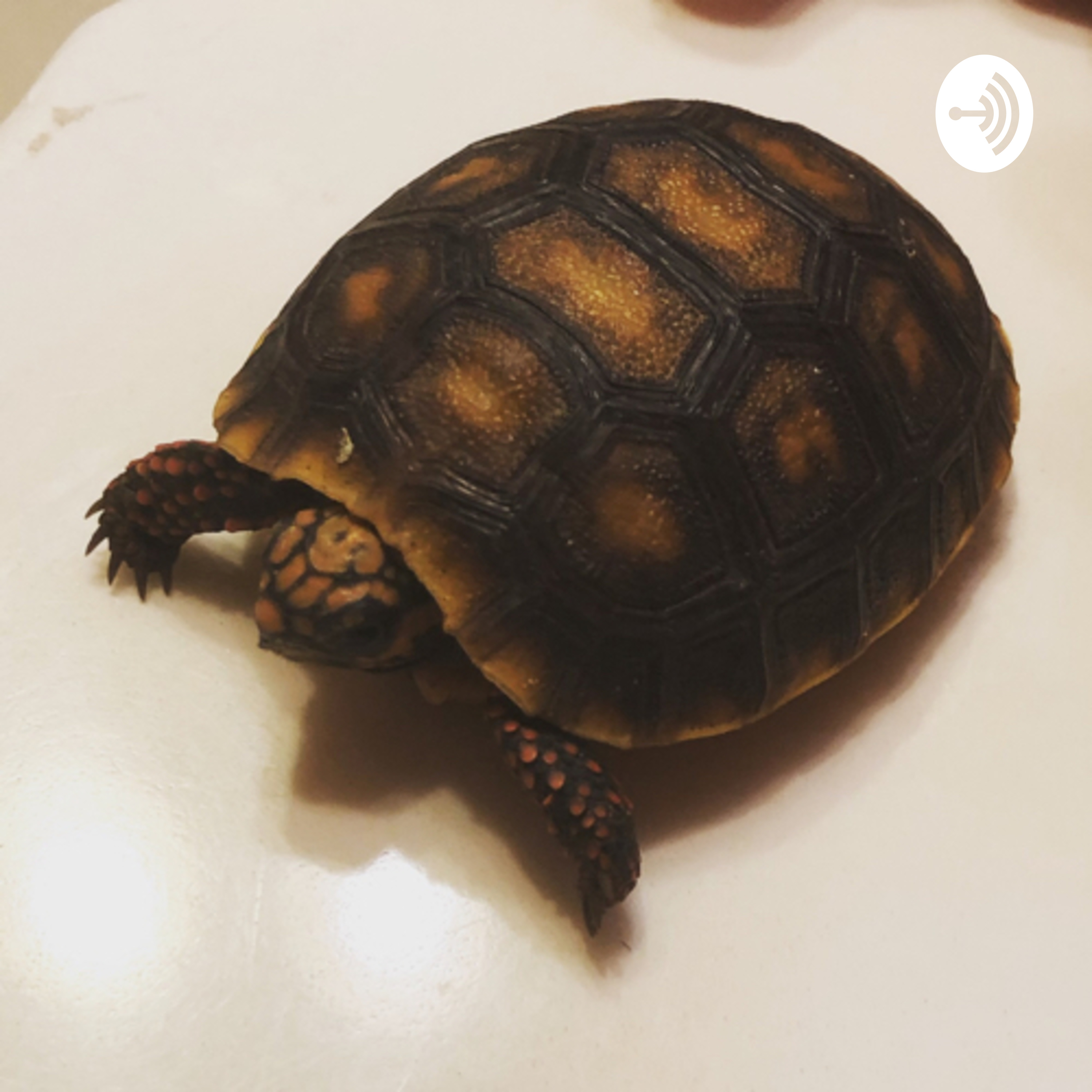 Turtle Tales Podcast episode#98