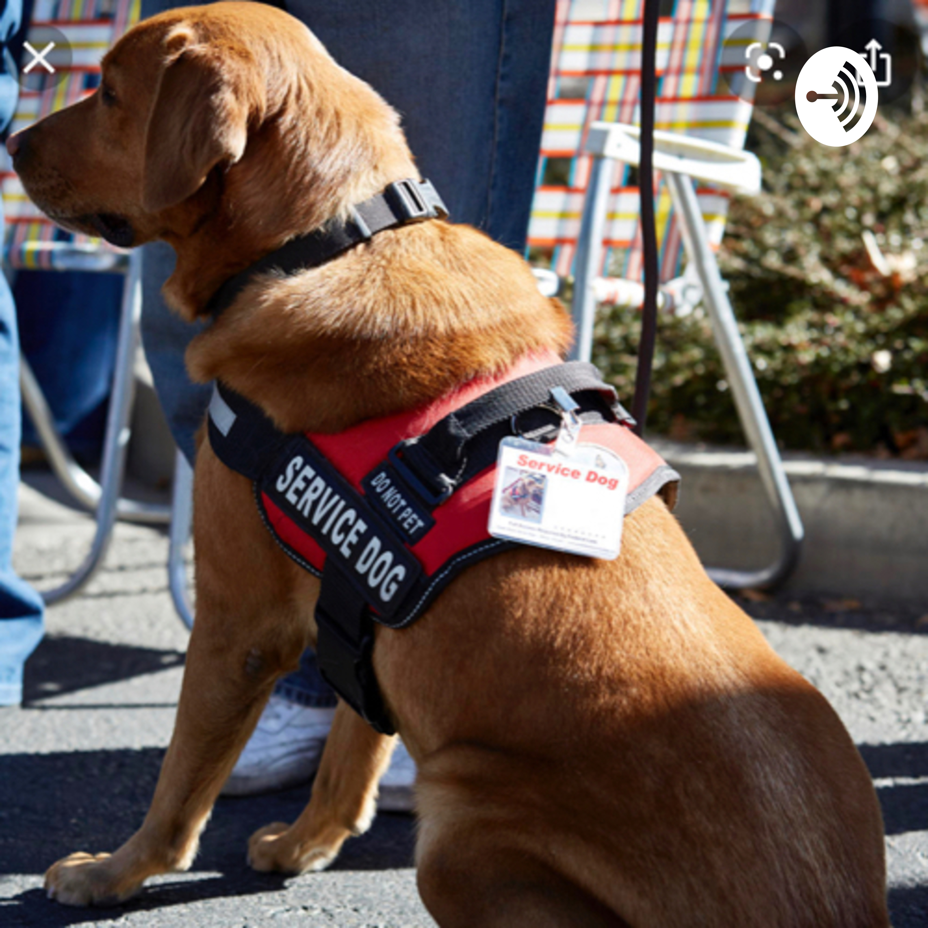 What is a service dog