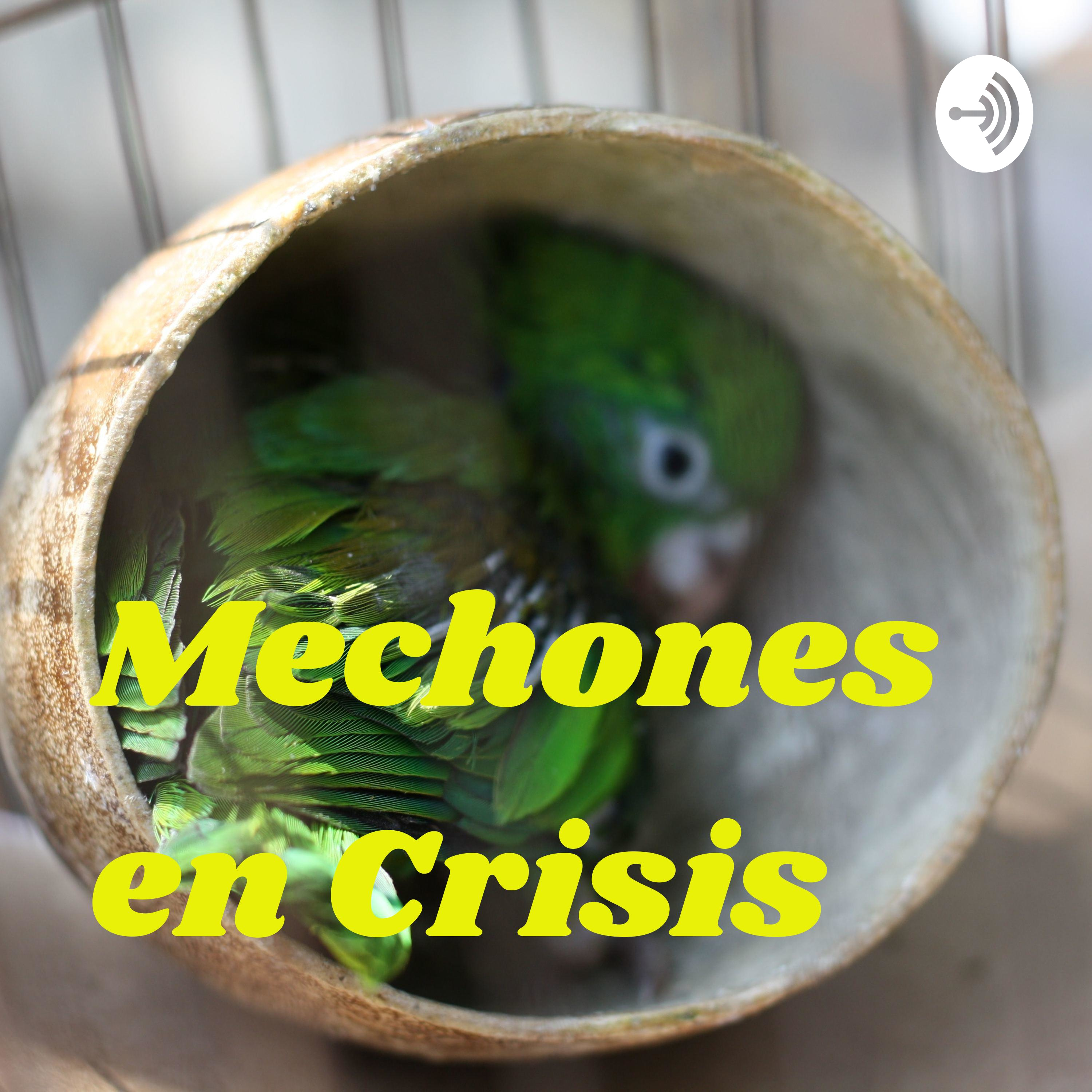 Mechones en Crisis