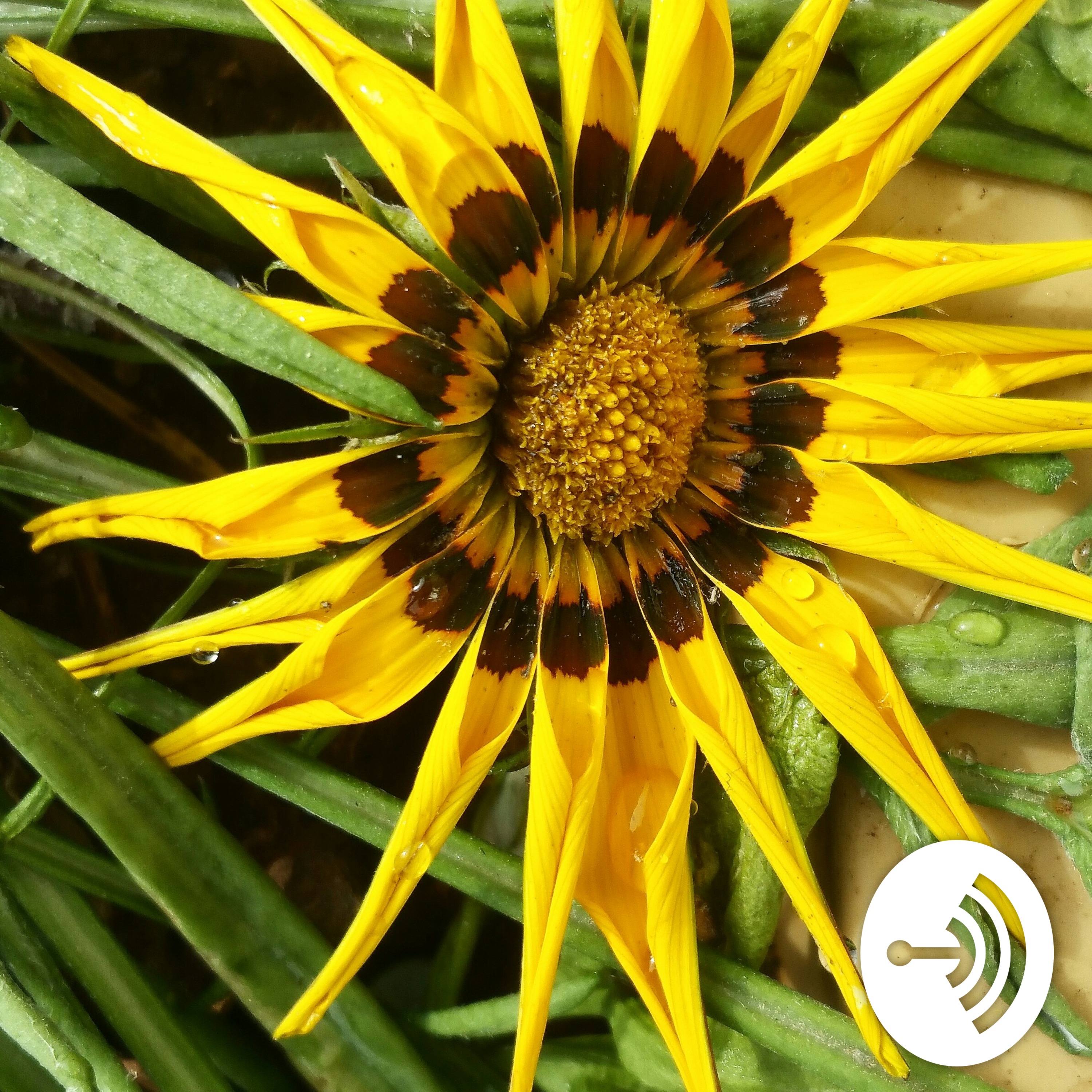 MY TOP FIVE 🖐 TO BE GREAT