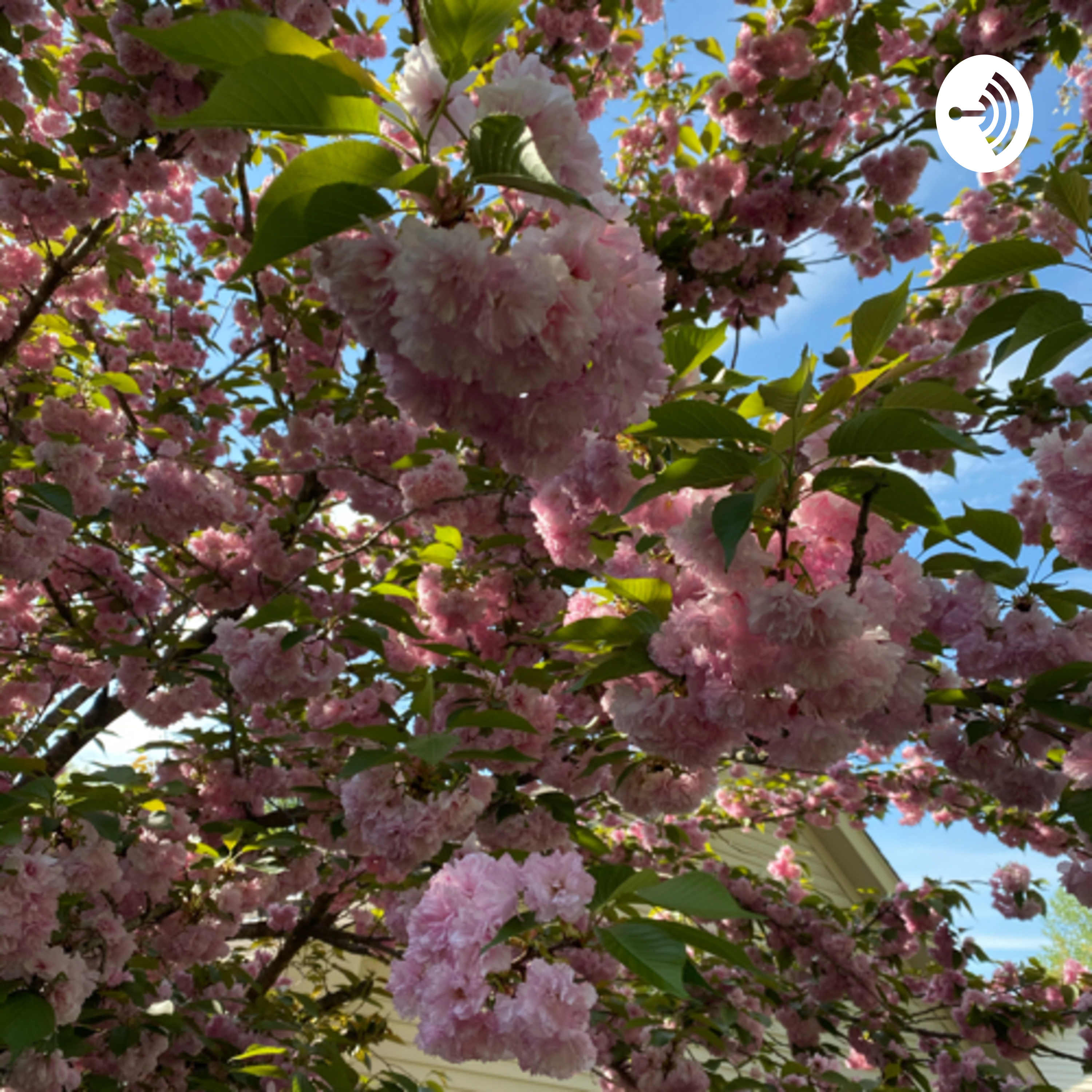 Lifestyles of a Southern Belle