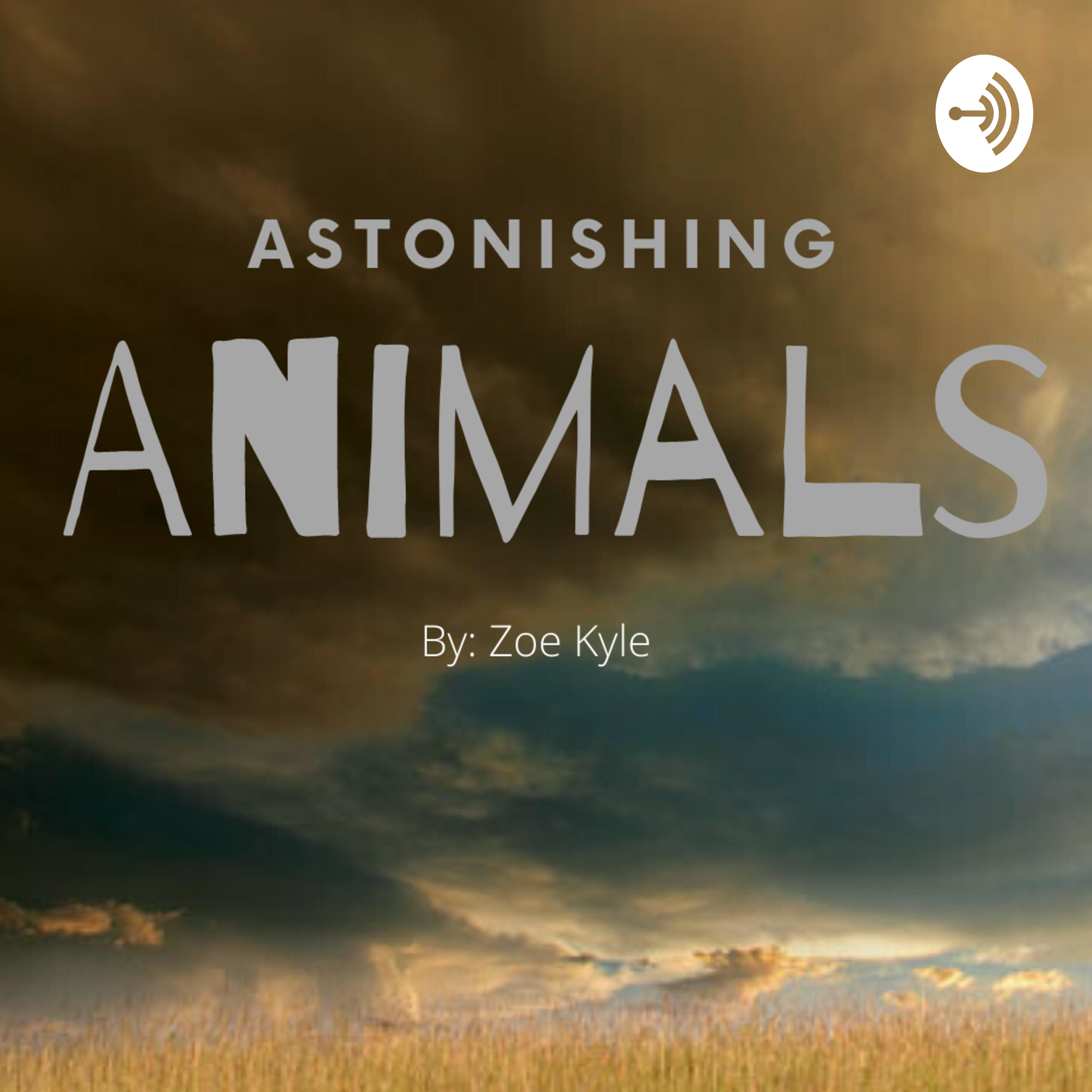 Astonishing Animals