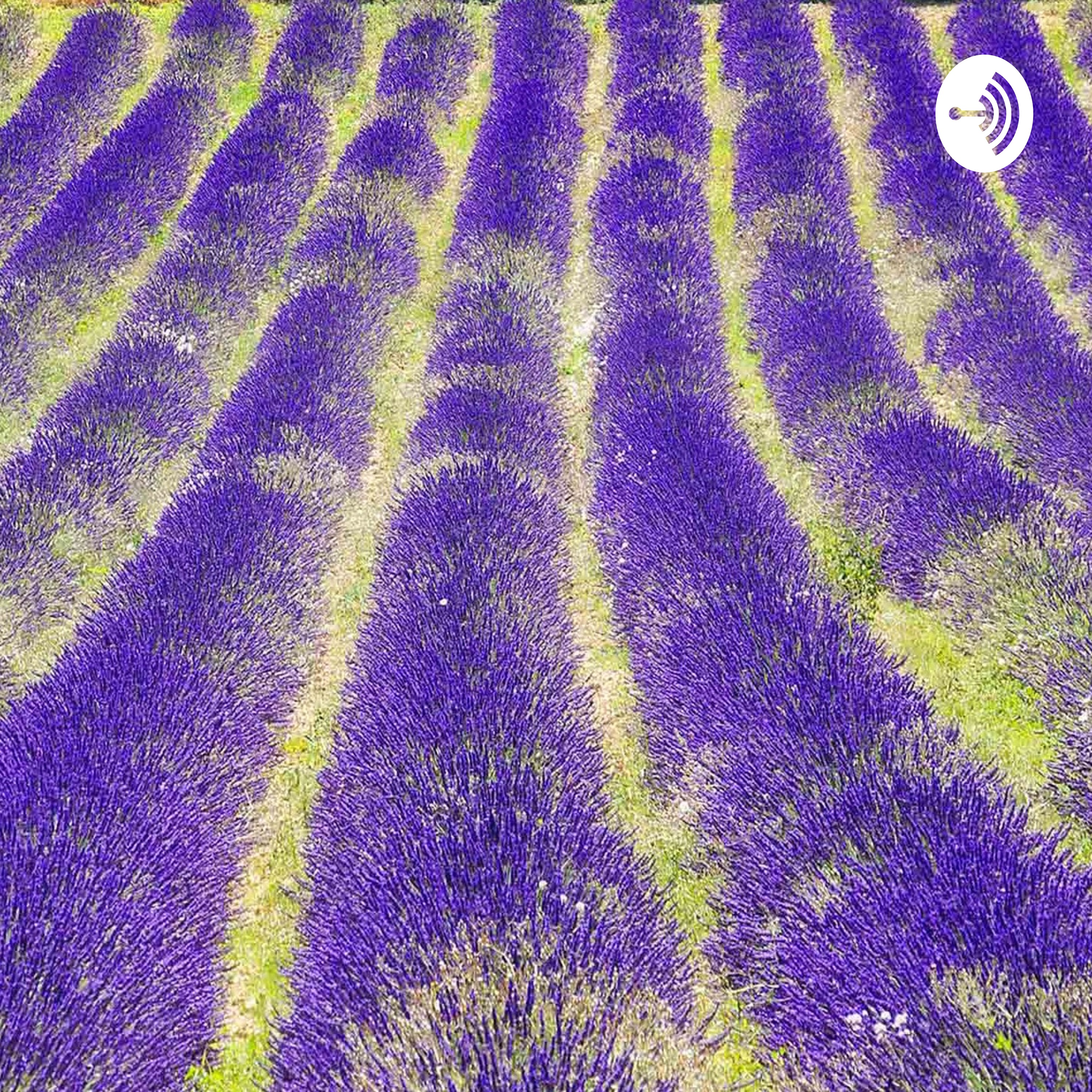 The Psychotropical Podcast