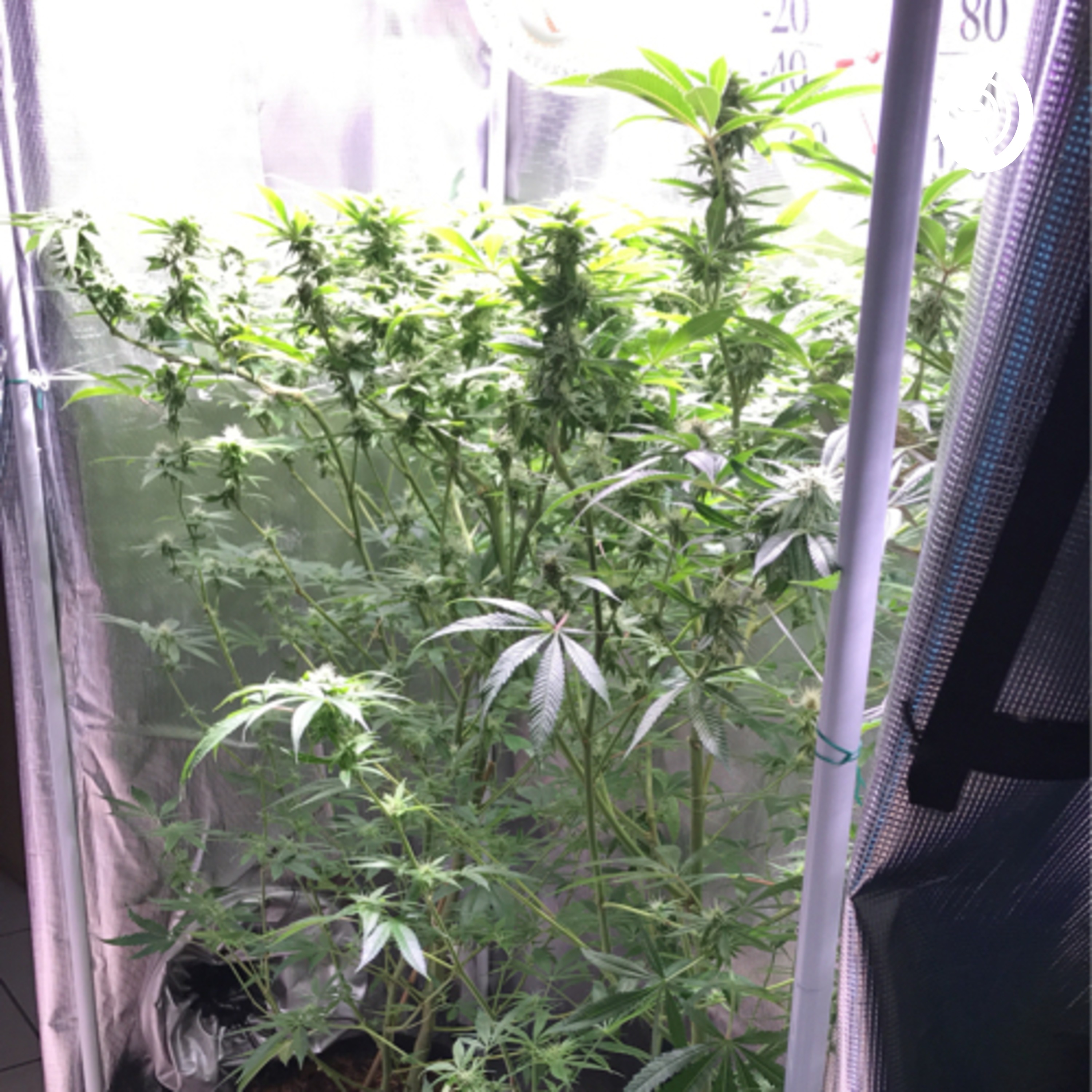 Ep1 Good Grade vs. Mid Grade Cannabis