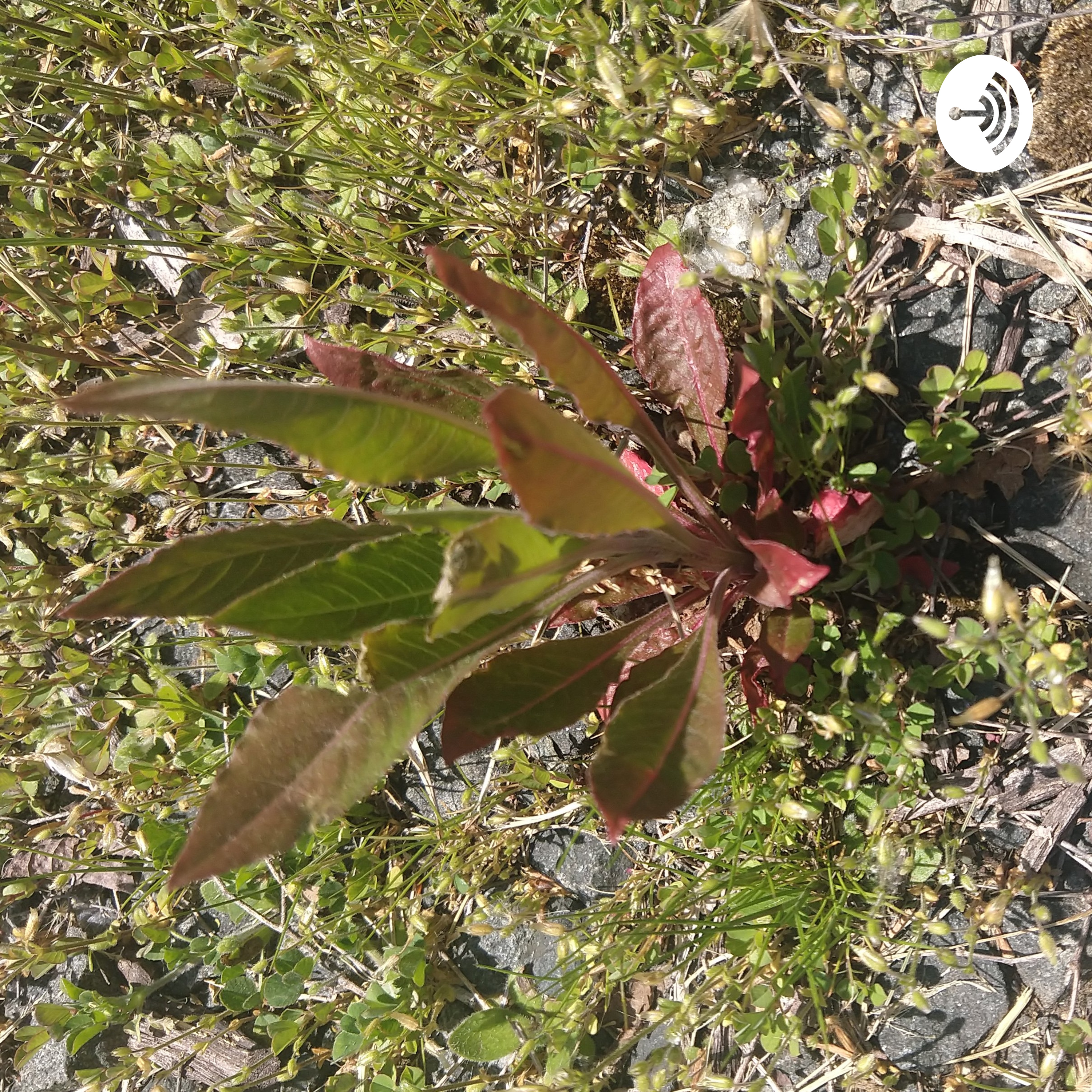 LFH - Leaves For Healing