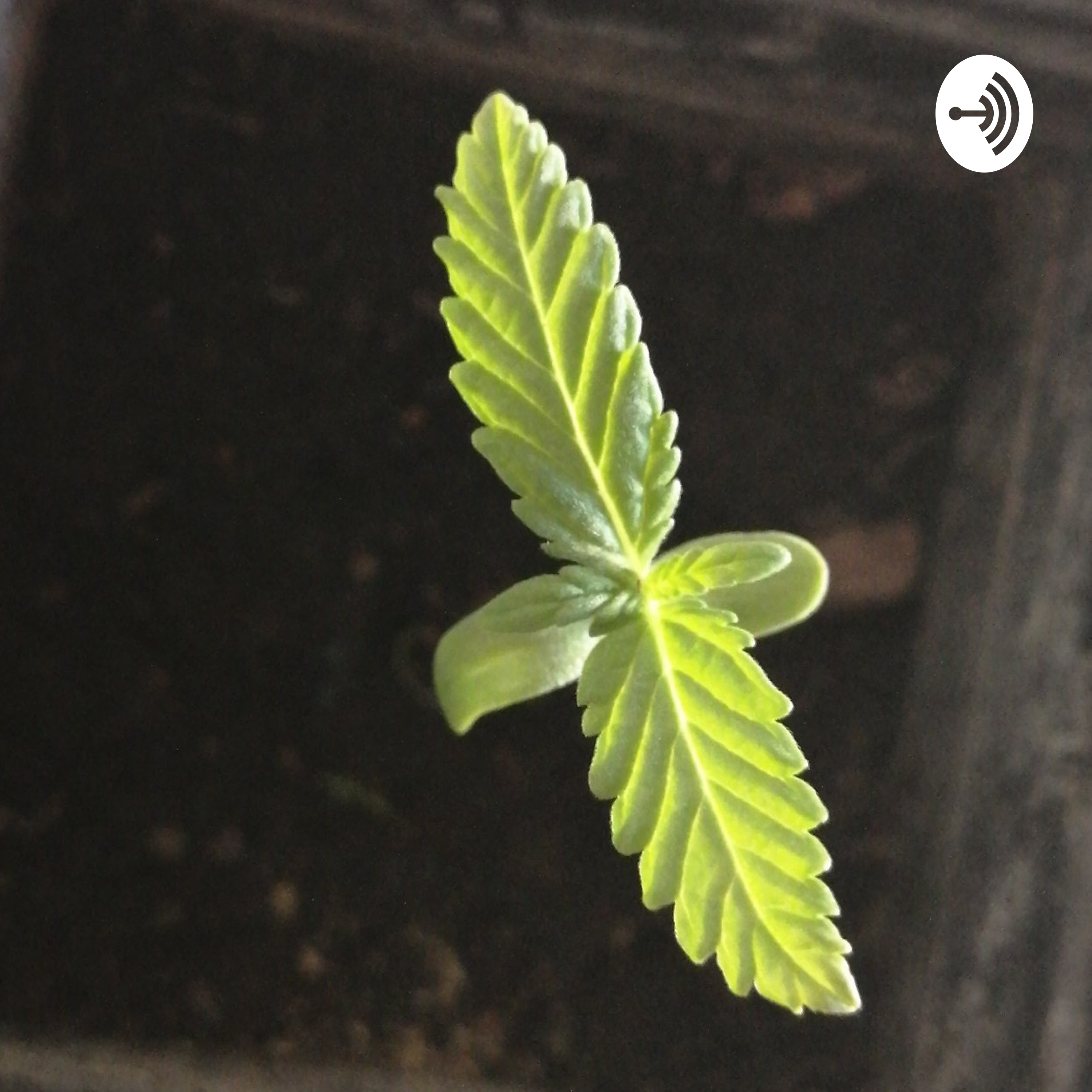 Tiroidectomia Total Por Pollo