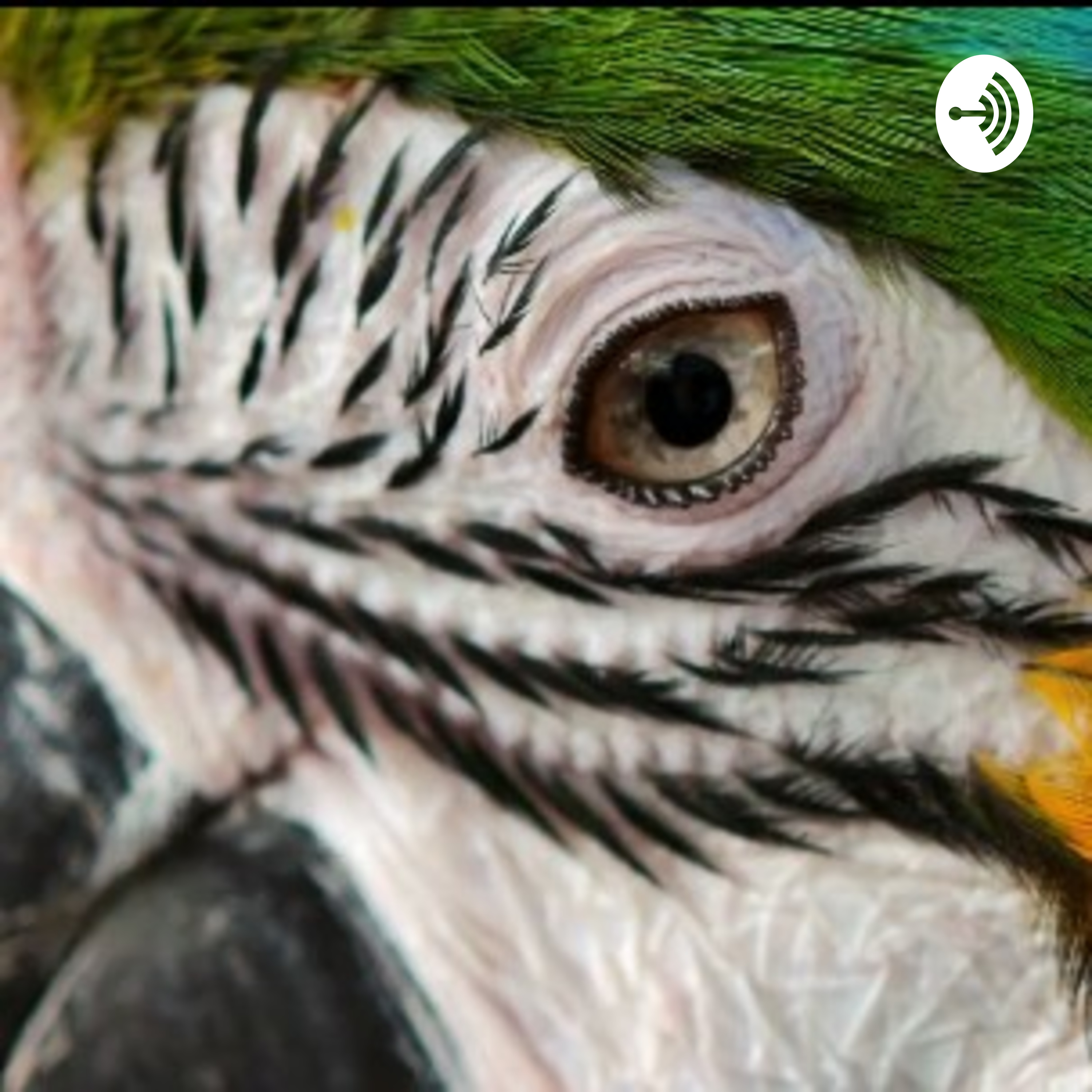 ¿Casualidad O Diseño?