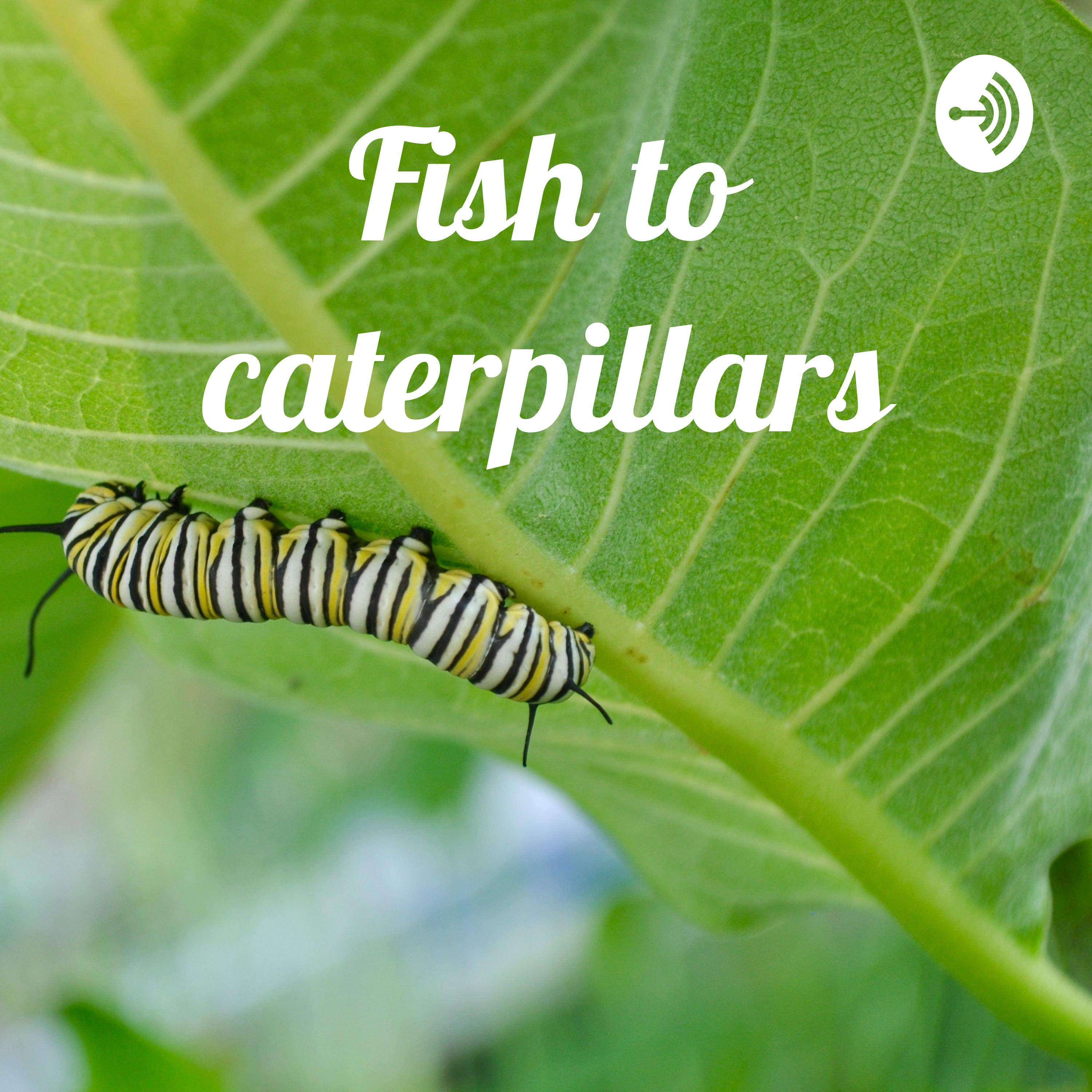 Fish to caterpillars