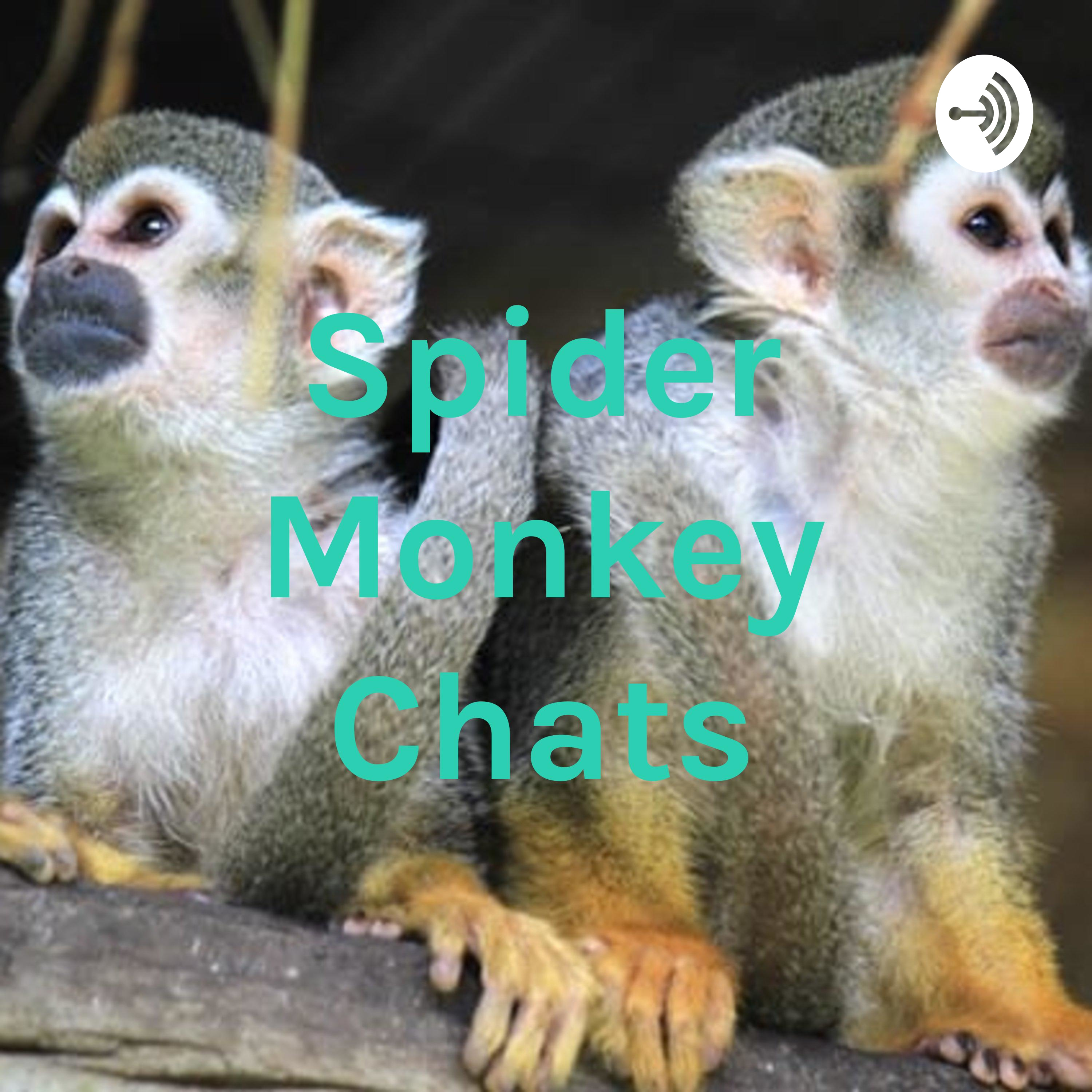 Spider Monkey Chats