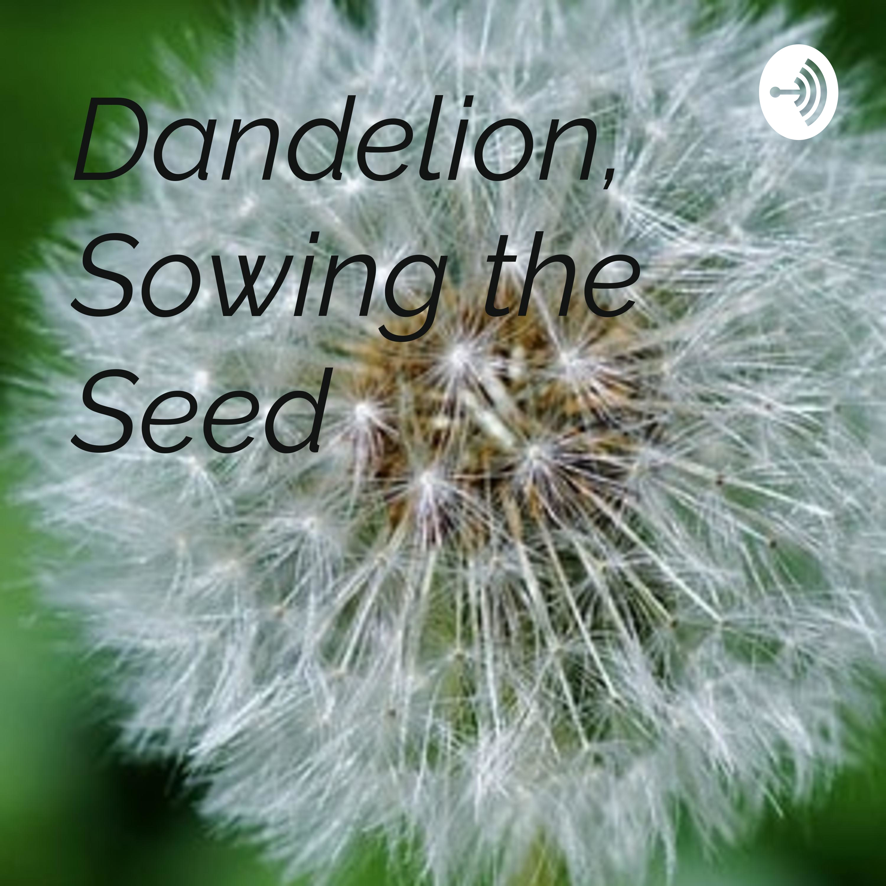 Dandelion, Sowing the Seed