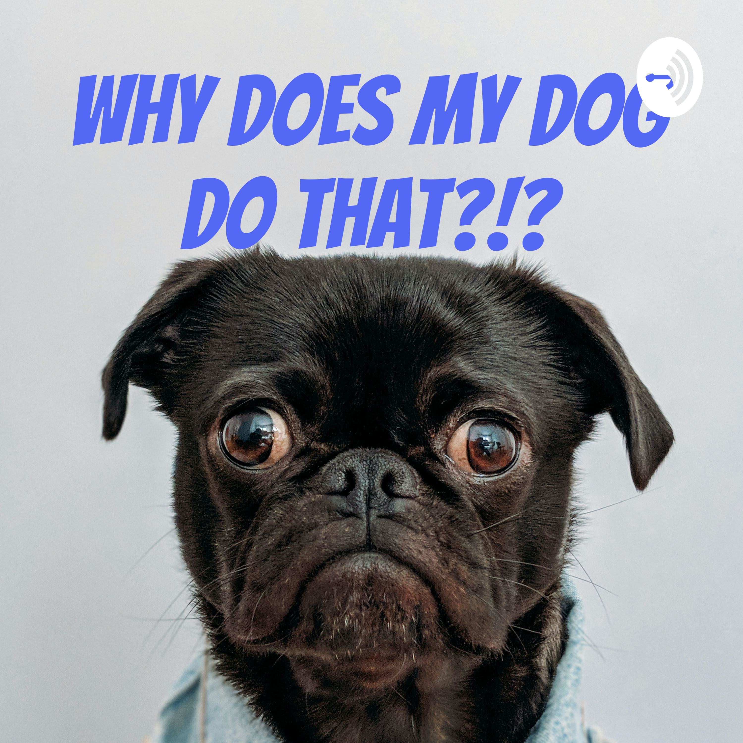 Why Does My Dog Do That!?!