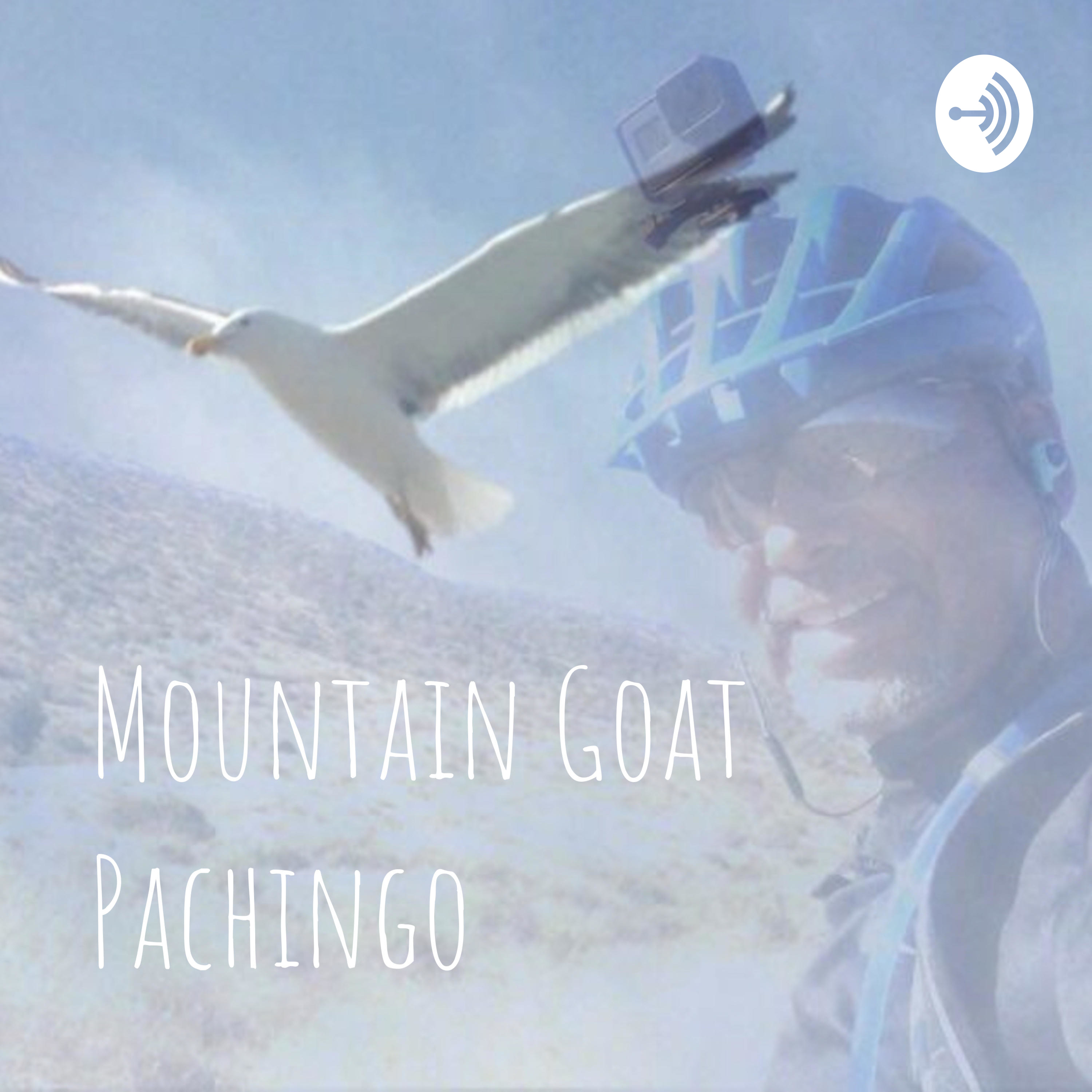 Mountain Goat Pachingo