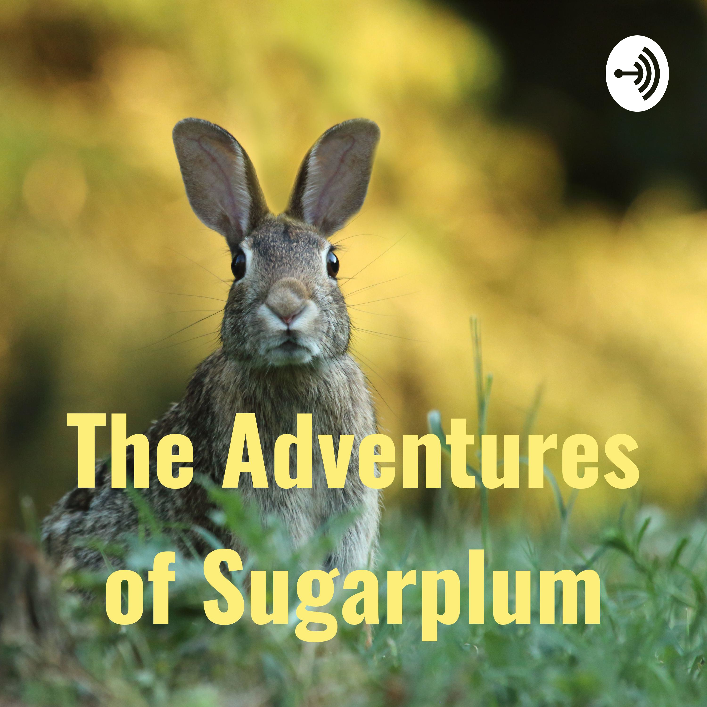 Getting to know Sugarplum