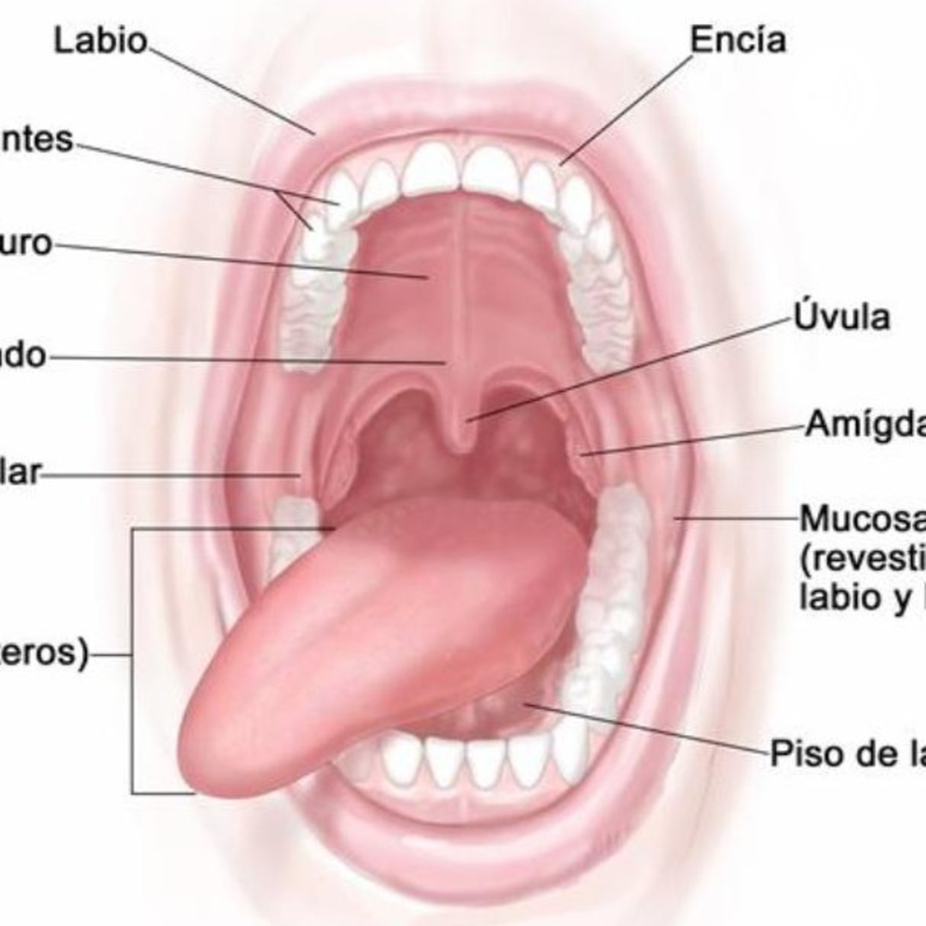 ANATOMIA CLINICA DE LA CAVIDAD BUCAL 