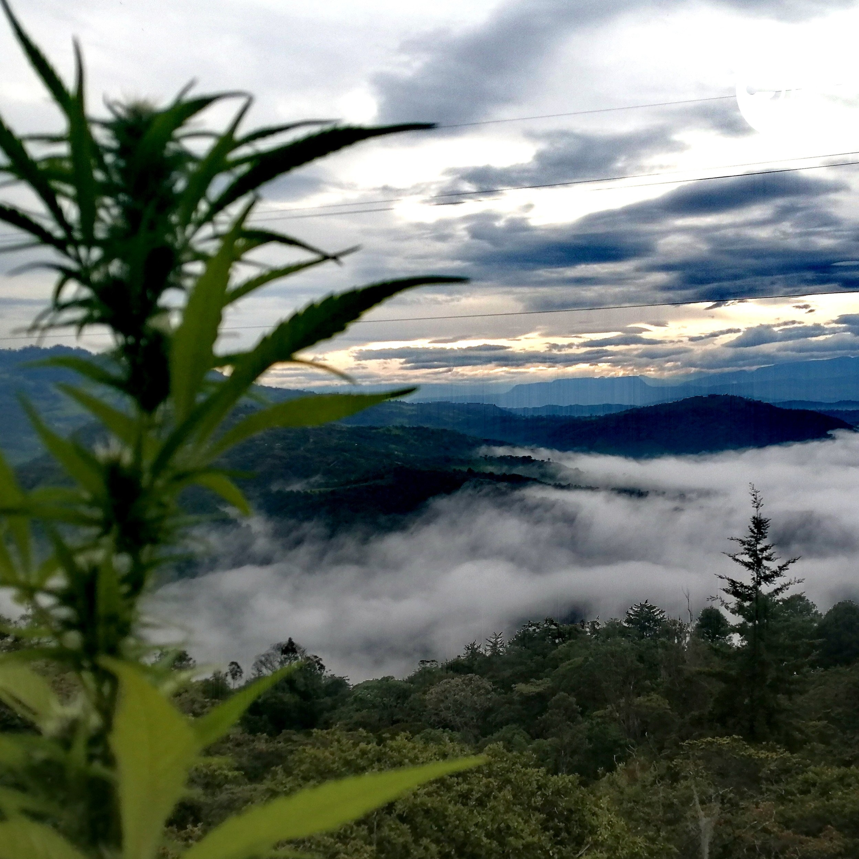 LOS POLÍTICOS-Diana Valdivieso