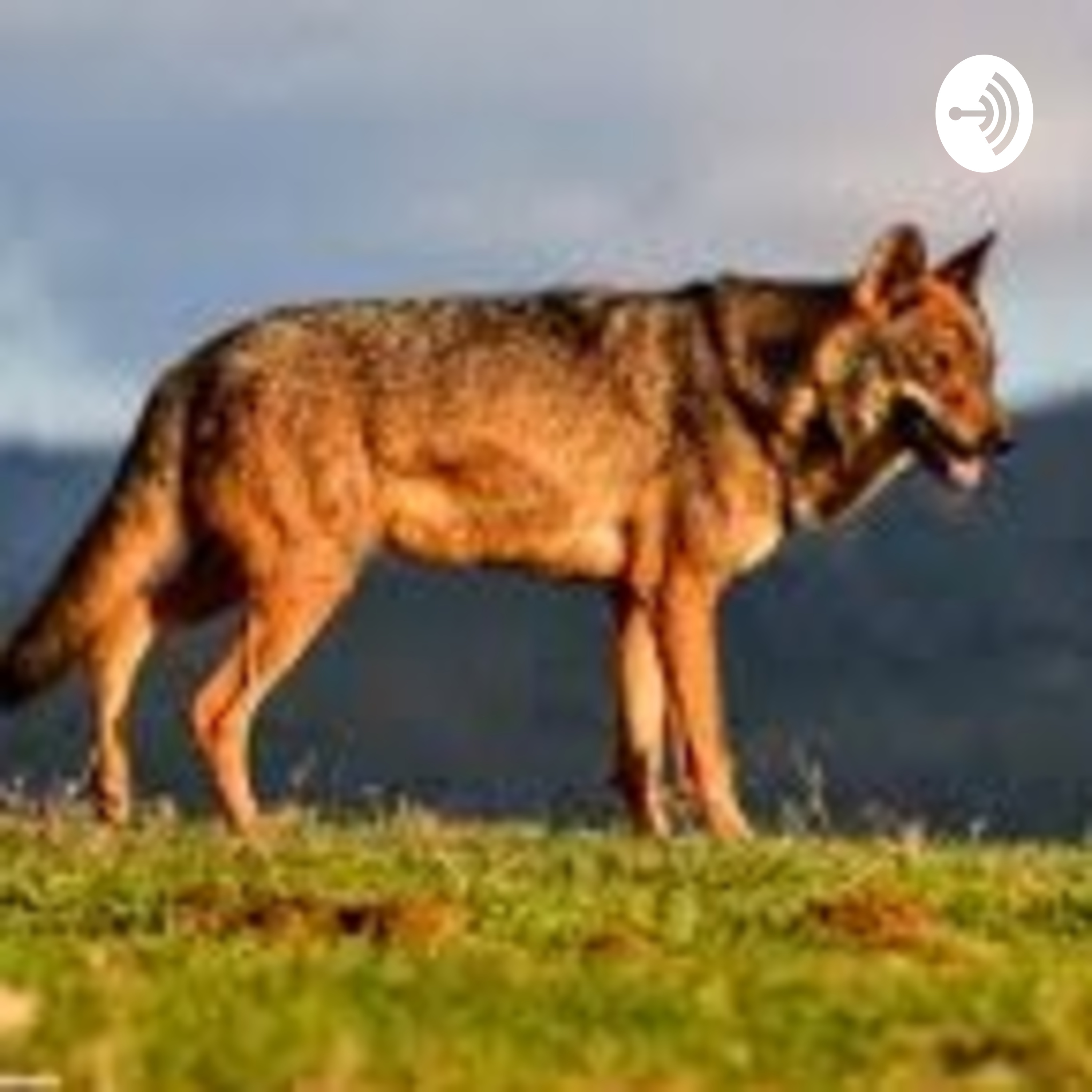 Alexandra Black 1º C Biología Podcast Lobo Ibérico