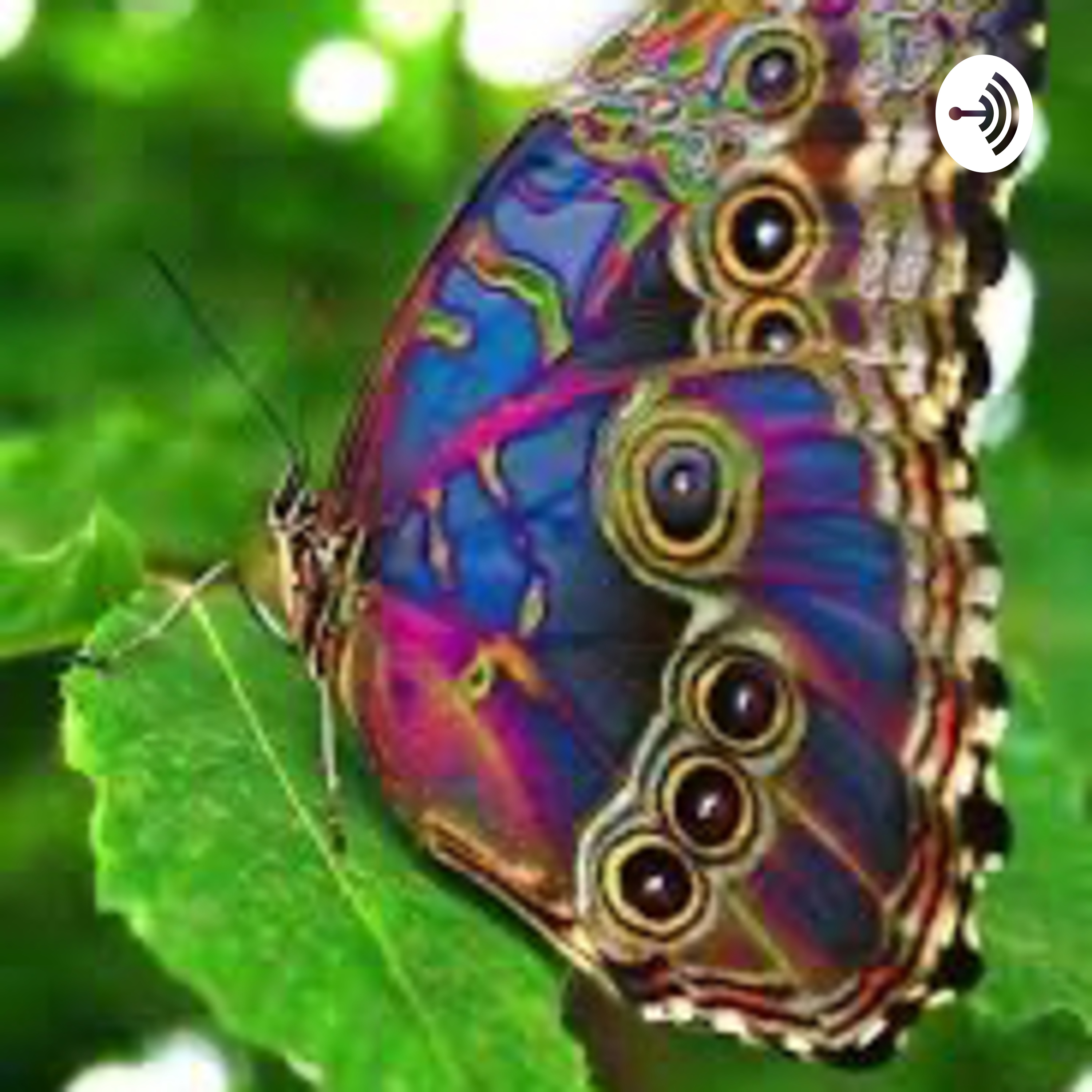 Enchanted Butterfly